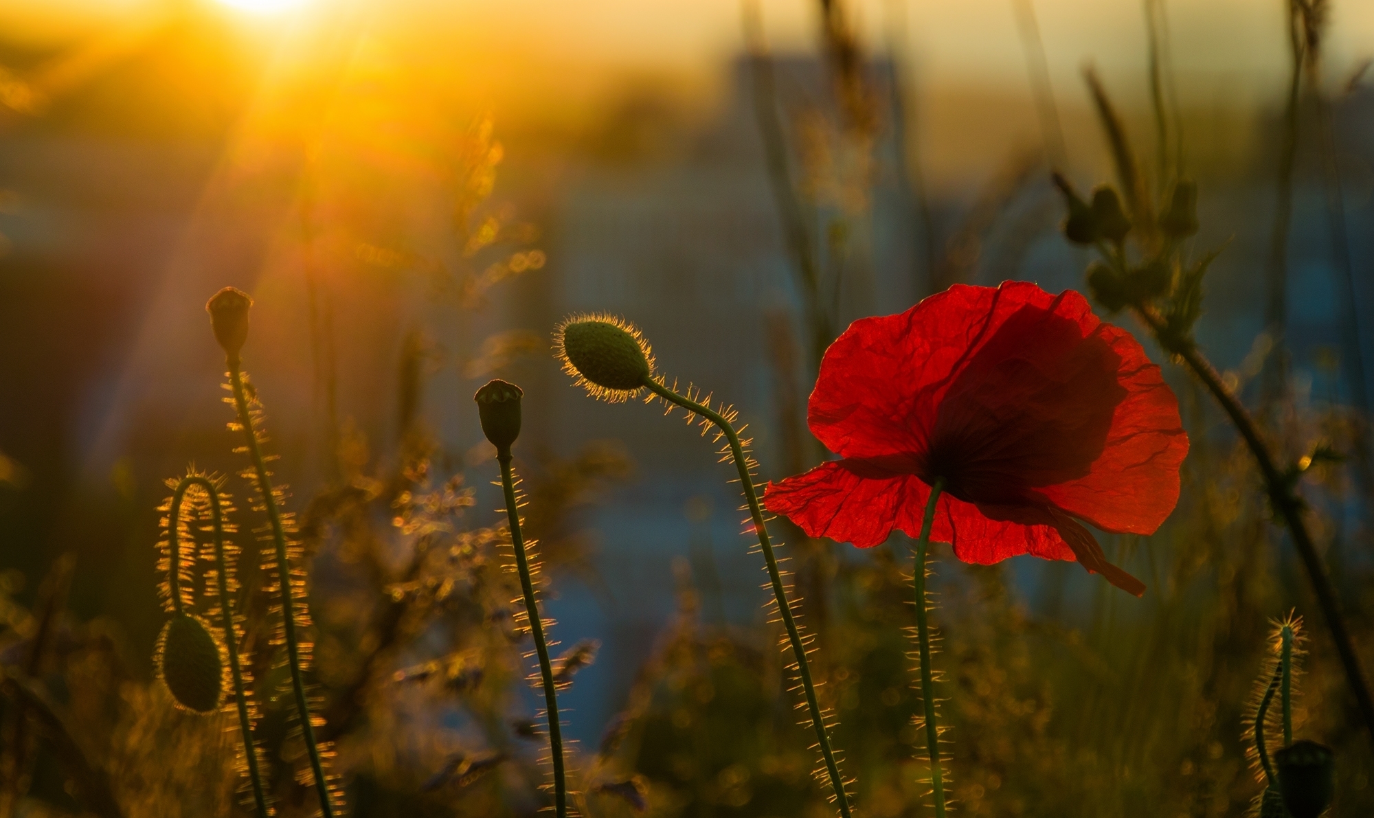 Free download wallpaper Nature, Flowers, Summer, Flower, Earth, Poppy, Sunny, Red Flower on your PC desktop
