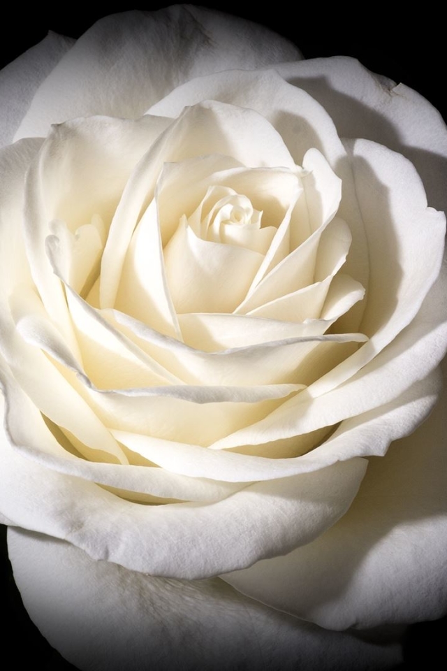 Скачати мобільні шпалери Квітка, Роза, Земля, Біла Троянда, Біла Квітка, Флауерзи безкоштовно.