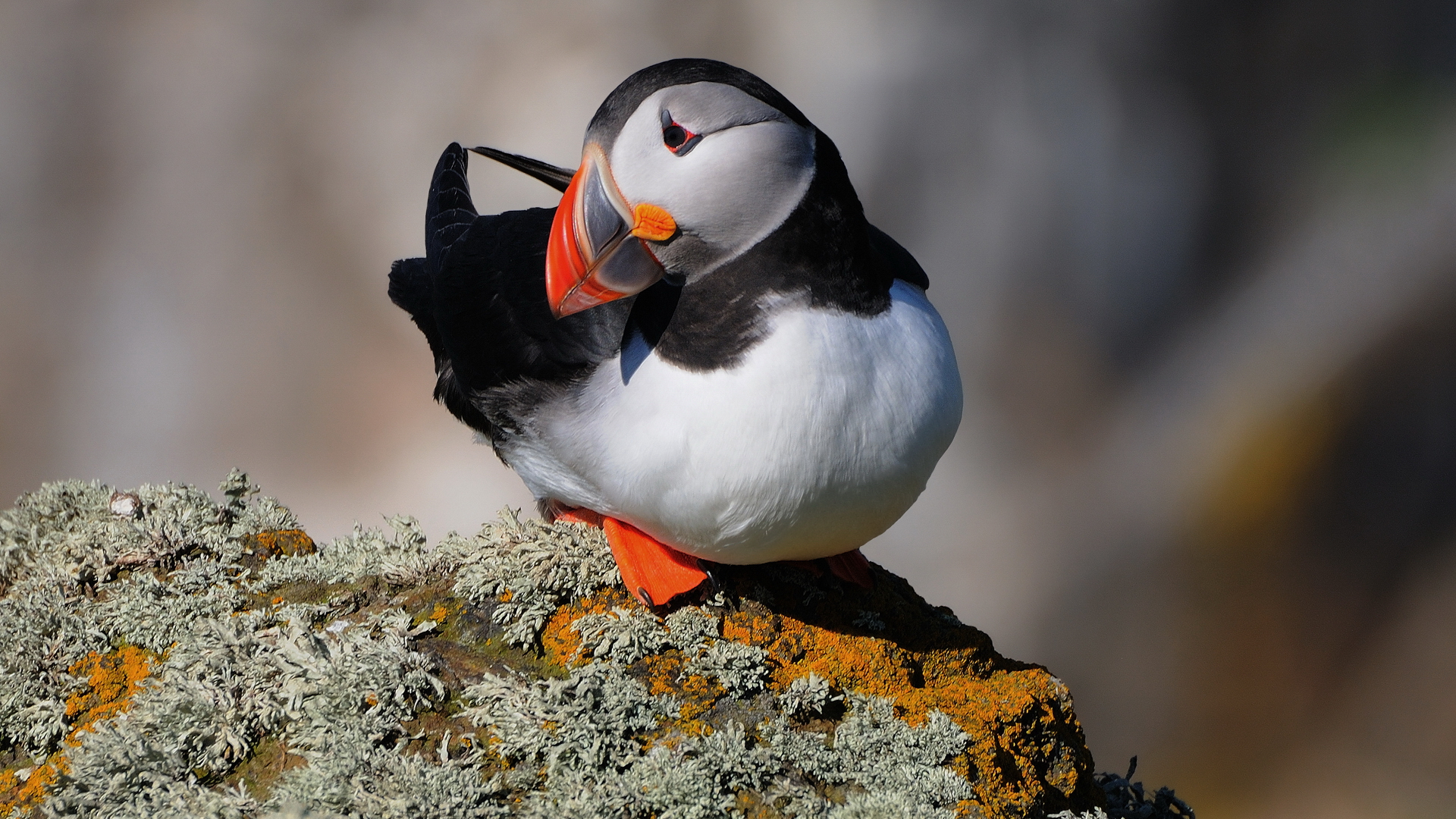 Laden Sie das Tiere, Papageientaucher-Bild kostenlos auf Ihren PC-Desktop herunter