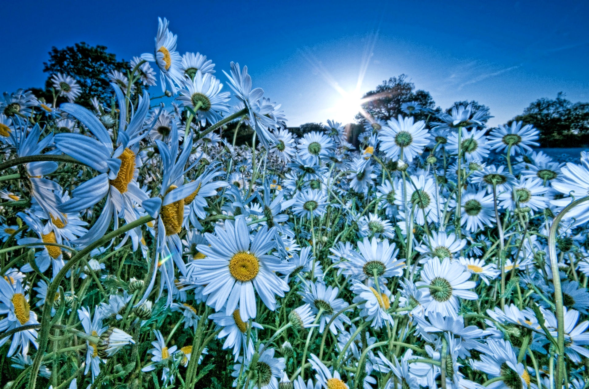 Téléchargez gratuitement l'image Fleurs, Fleur, Terre/nature sur le bureau de votre PC