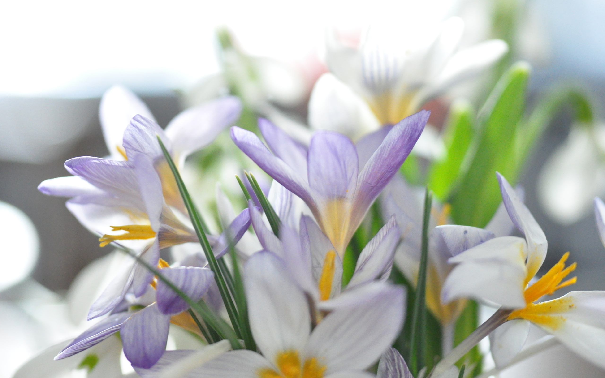 Free download wallpaper Crocus, Flowers, Flower, Earth on your PC desktop