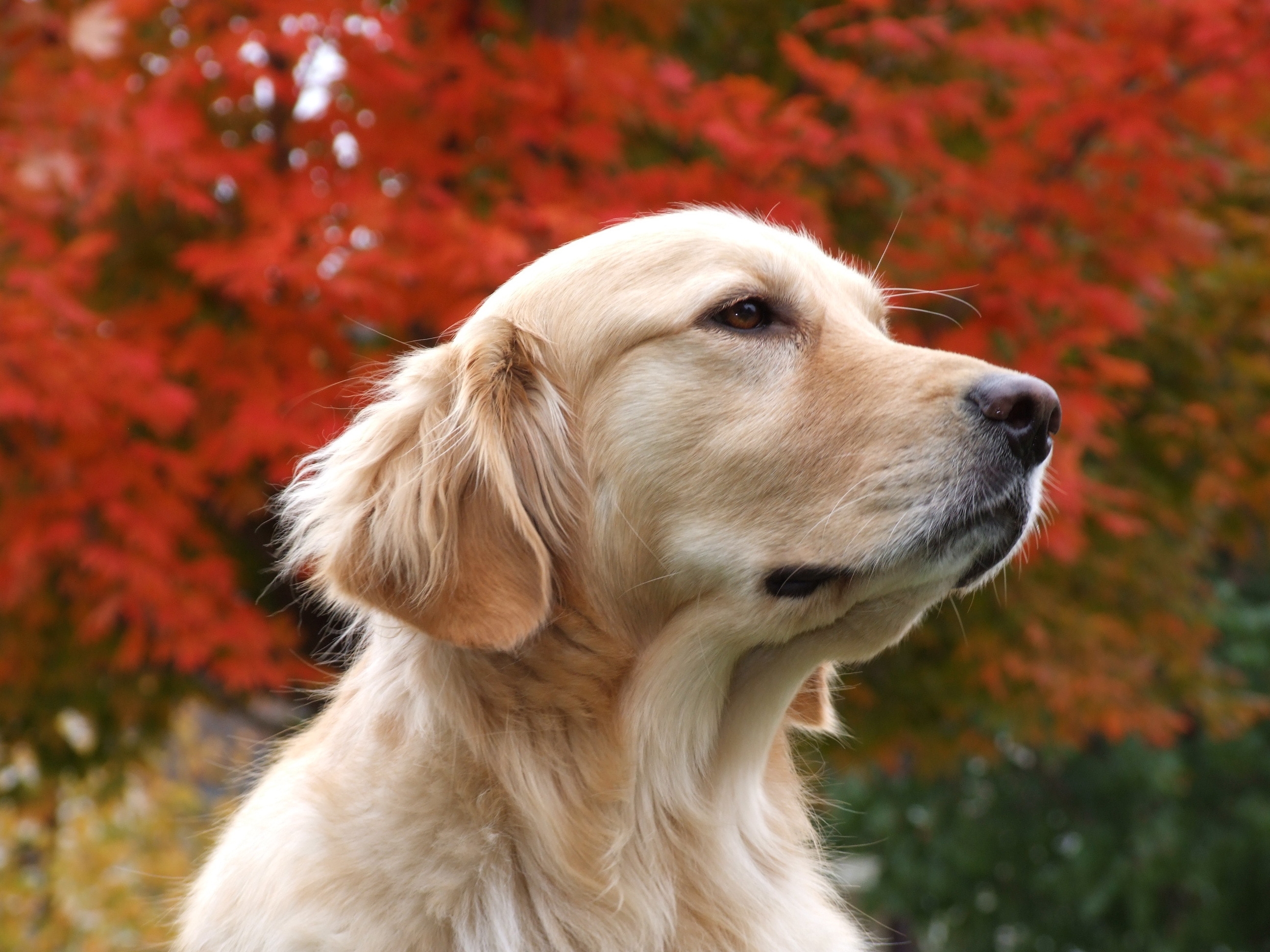 Handy-Wallpaper Hund, Tiere, Schnauze, Farbe, Hintergrund kostenlos herunterladen.