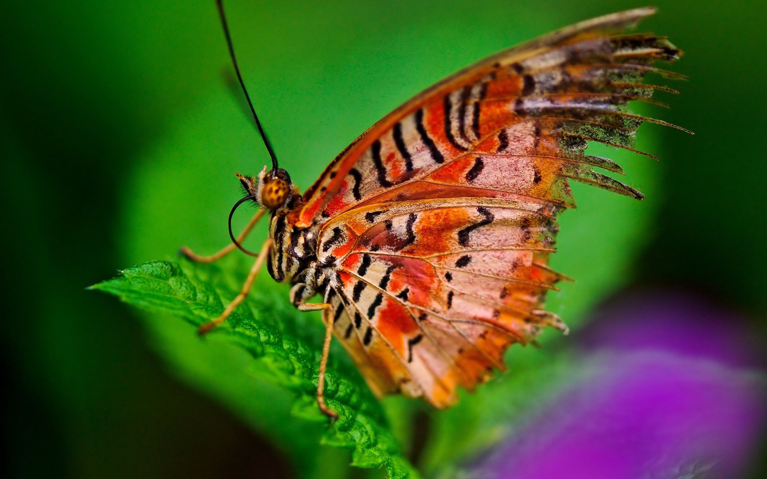 Free download wallpaper Butterfly, Animal on your PC desktop