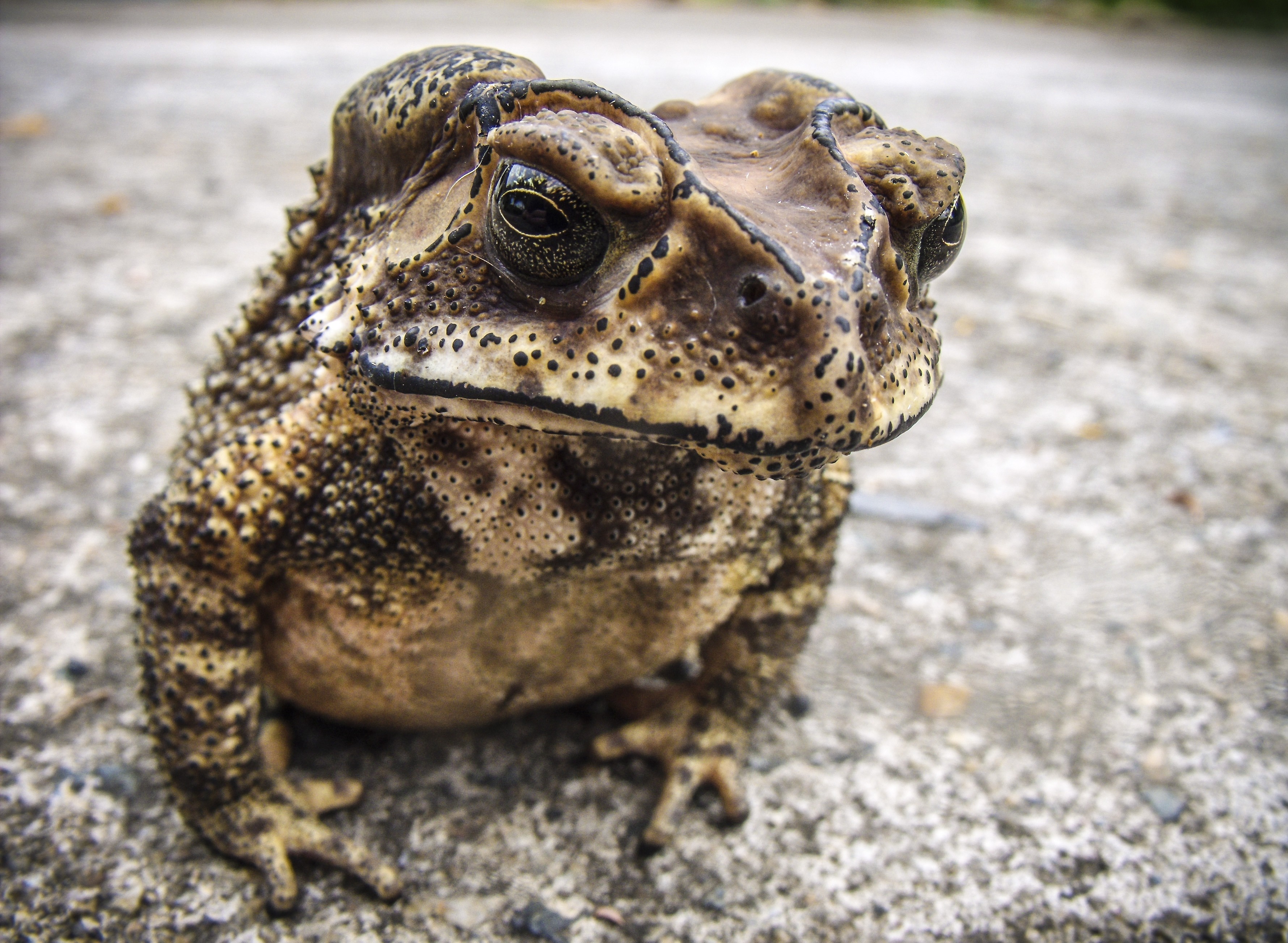 Download mobile wallpaper Animal, Toad for free.