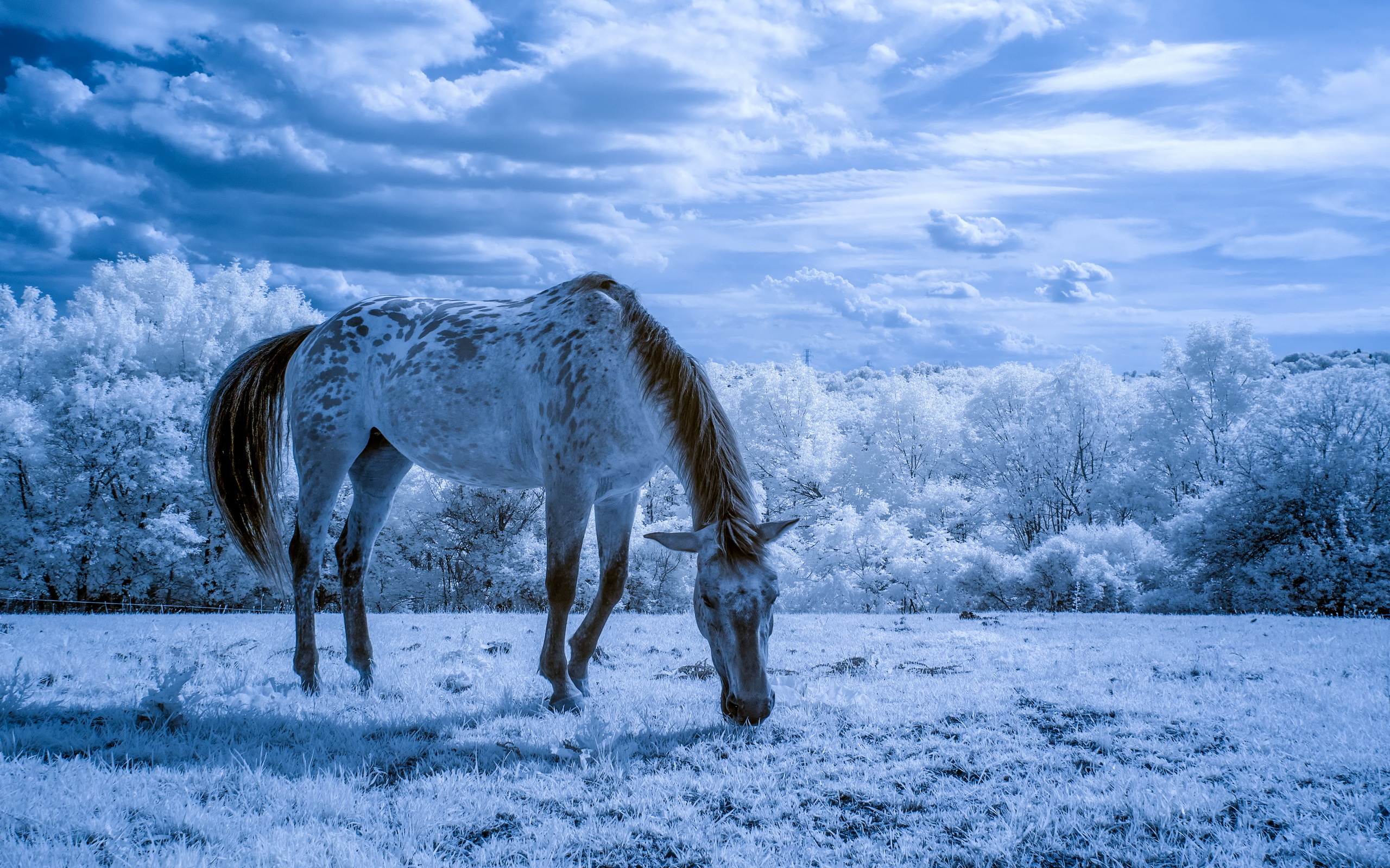 Download mobile wallpaper Snow, Field, Animal, Horse for free.