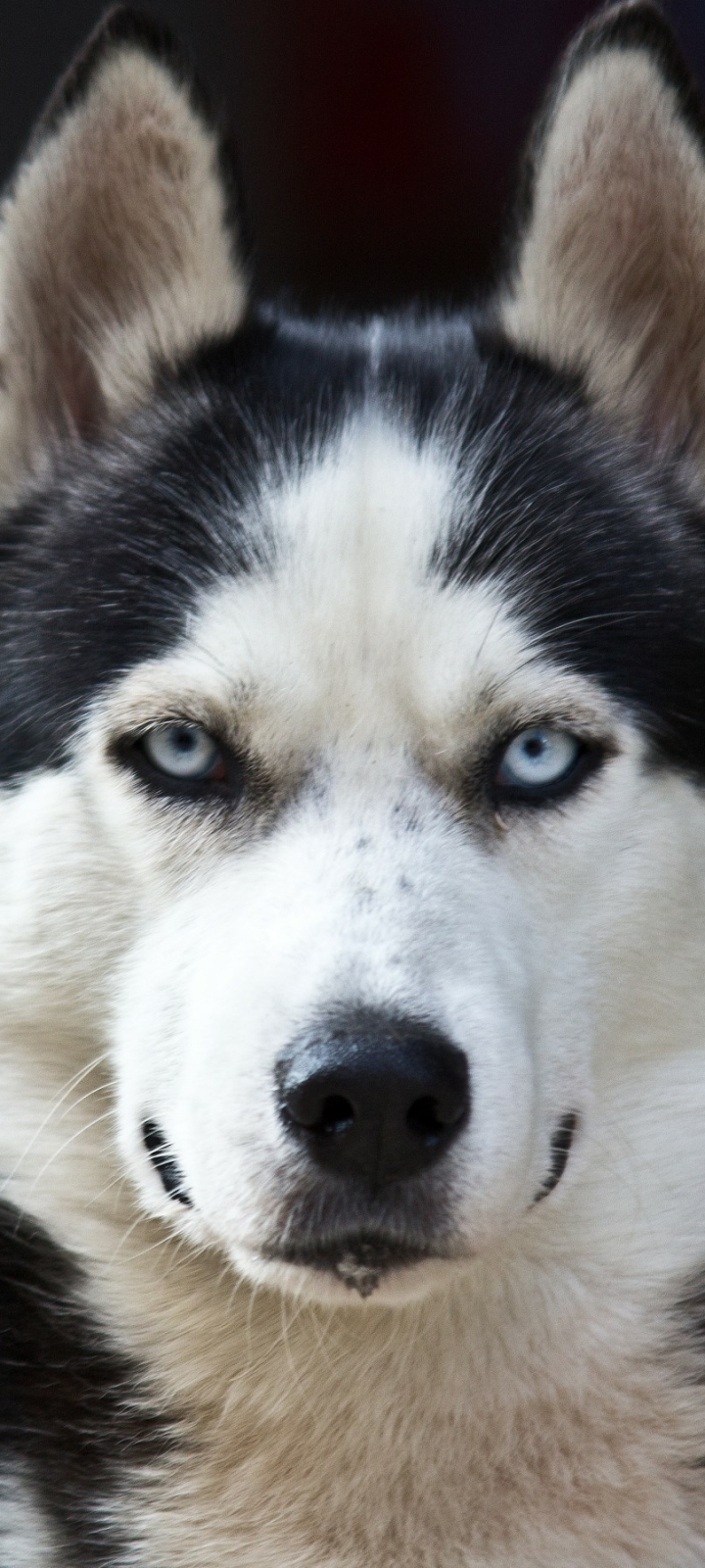 Download mobile wallpaper Dogs, Animal, Husky for free.