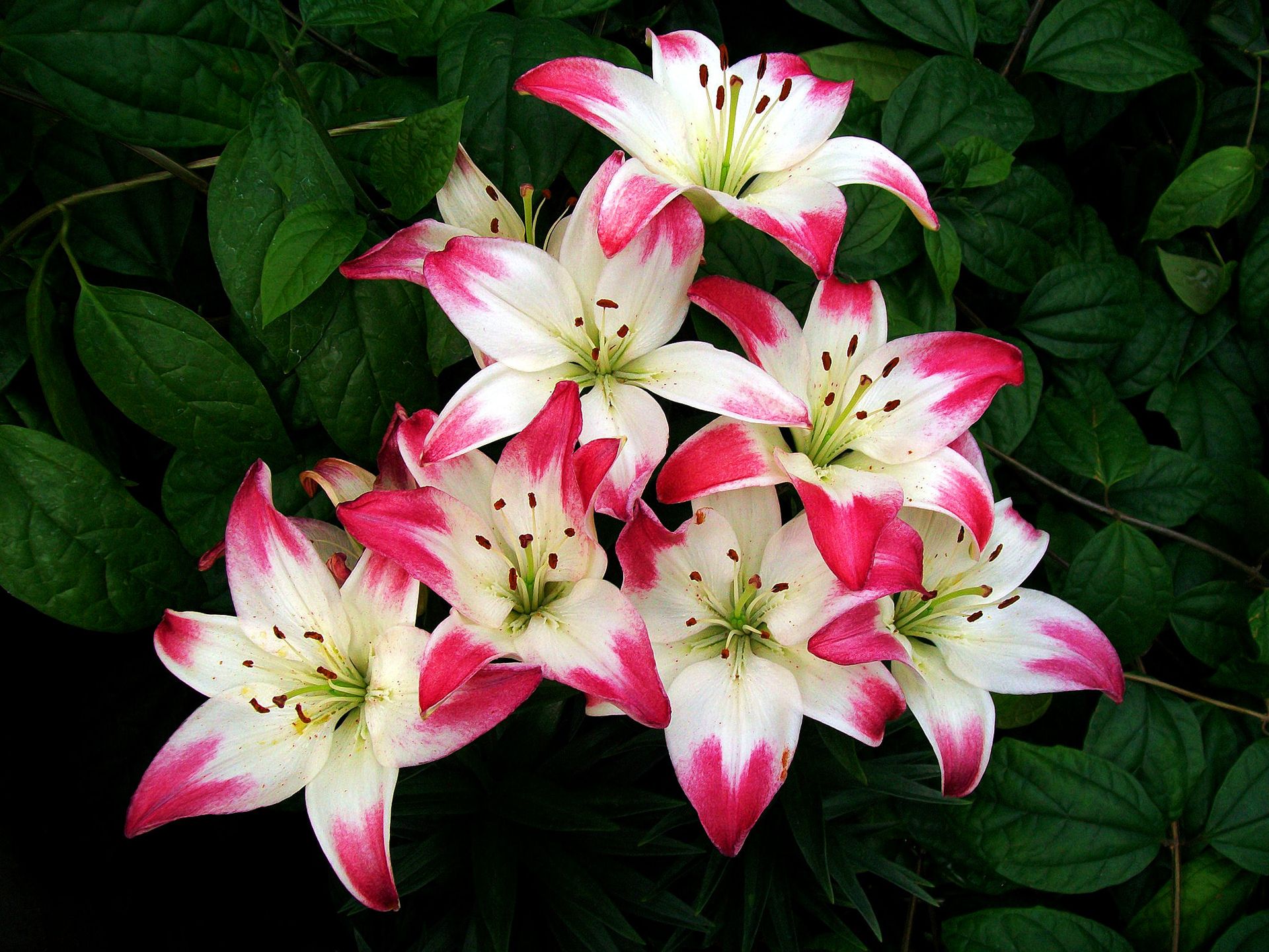Laden Sie das Natur, Blumen, Blume, Blatt, Nahansicht, Lilie, Weiße Blume, Erde/natur, Pinke Blume-Bild kostenlos auf Ihren PC-Desktop herunter