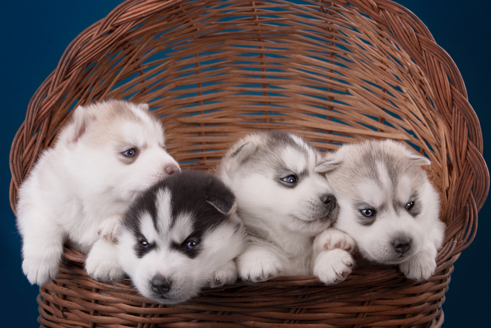 Baixe gratuitamente a imagem Animais, Cães, Cão, Husky, Filhote na área de trabalho do seu PC