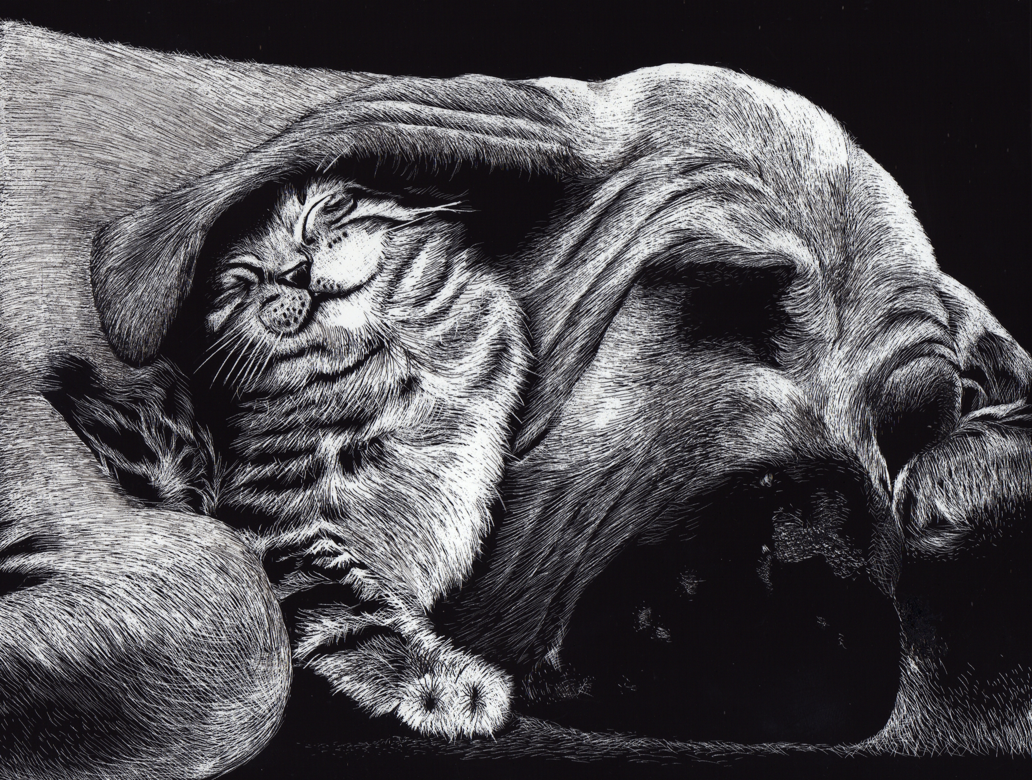 Laden Sie das Tiere, Katze, Hund, Schlafen, Schwarz Weiß, Basset, Katz & Hund-Bild kostenlos auf Ihren PC-Desktop herunter
