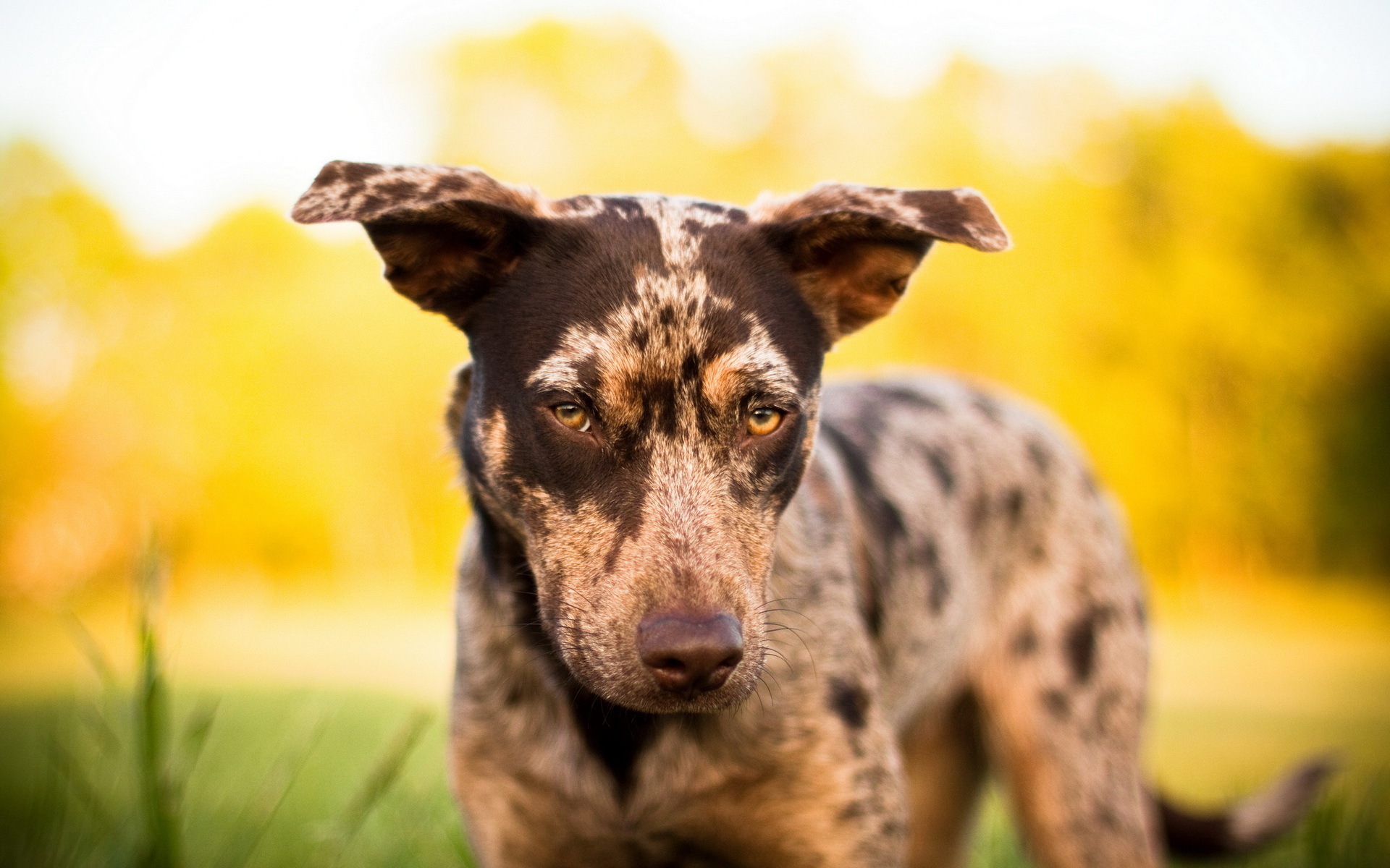 Téléchargez gratuitement l'image Animaux, Chien sur le bureau de votre PC