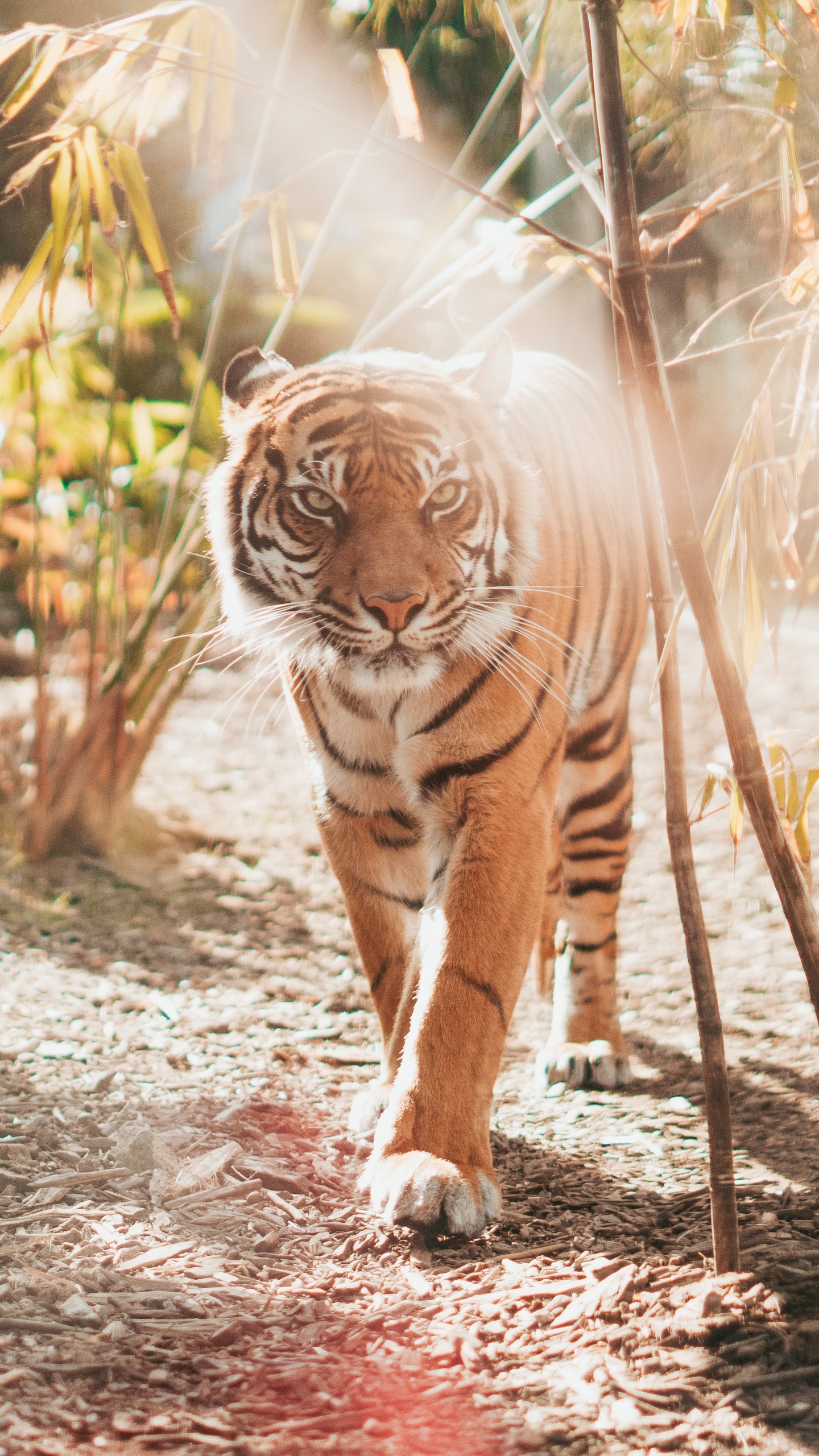 Download mobile wallpaper Cats, Tiger, Animal for free.