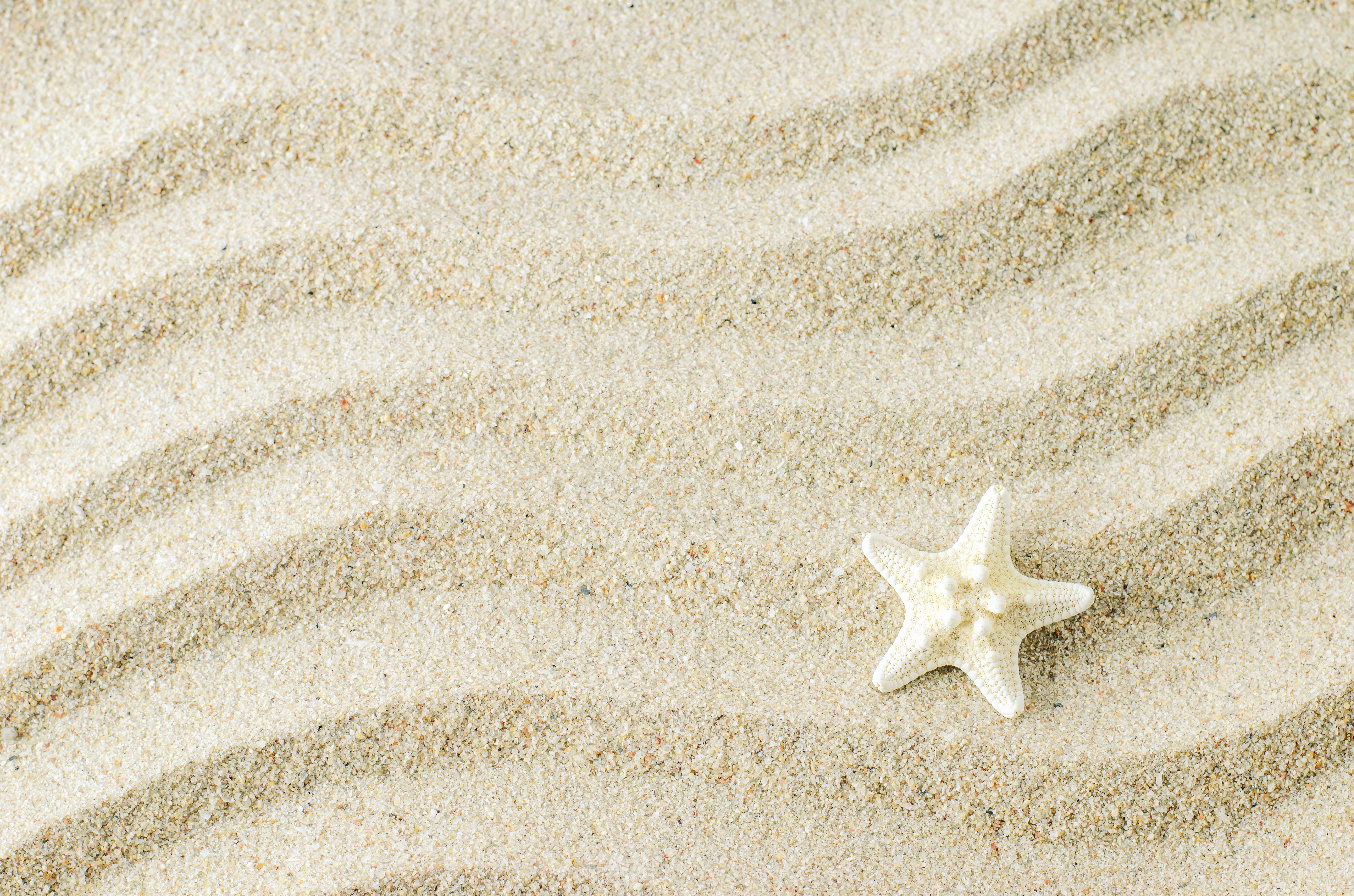 Handy-Wallpaper Tiere, Sand, Seestern kostenlos herunterladen.