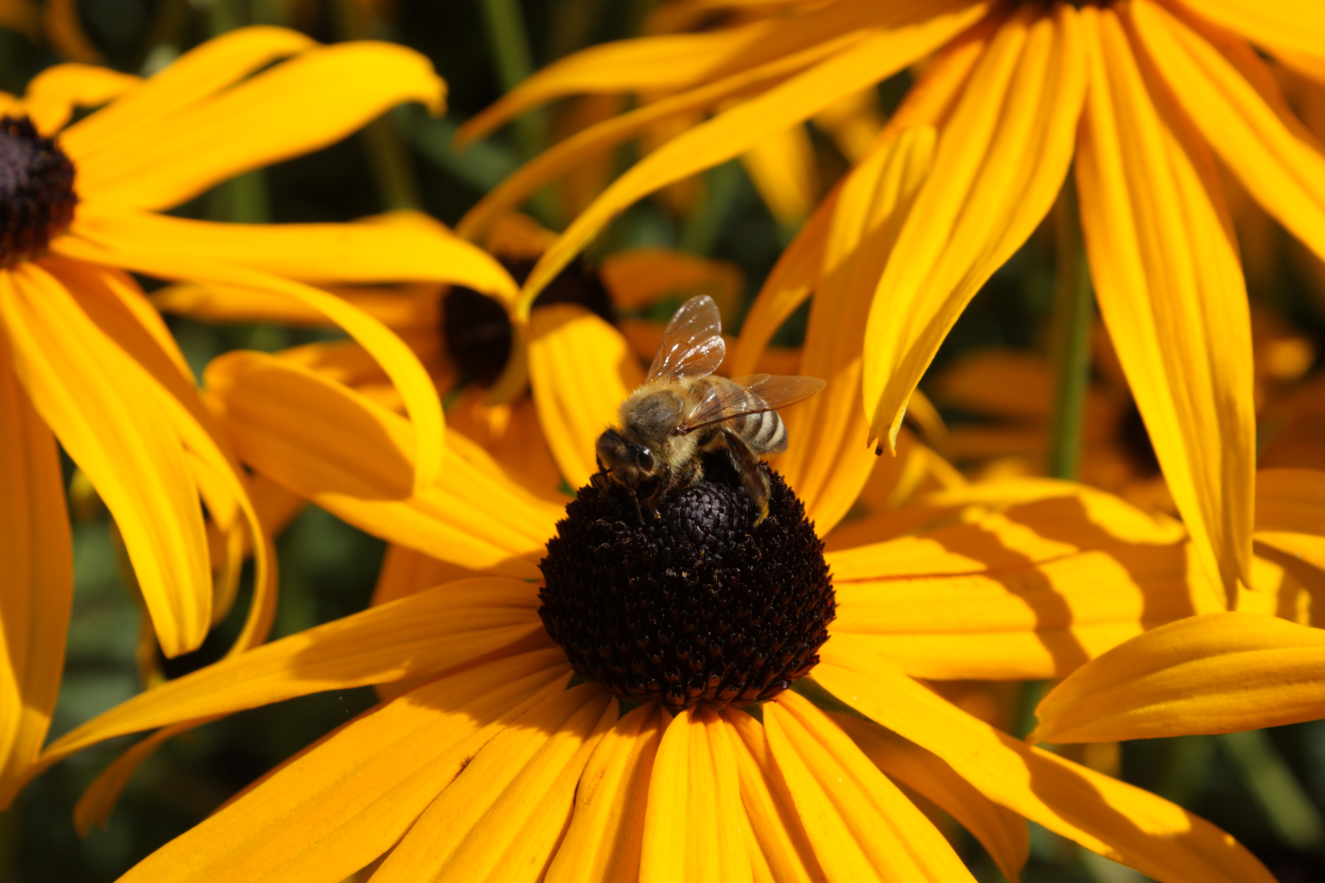 110172 скачать обои пчела, цветок, макро, опыление, эхинацея - заставки и картинки бесплатно