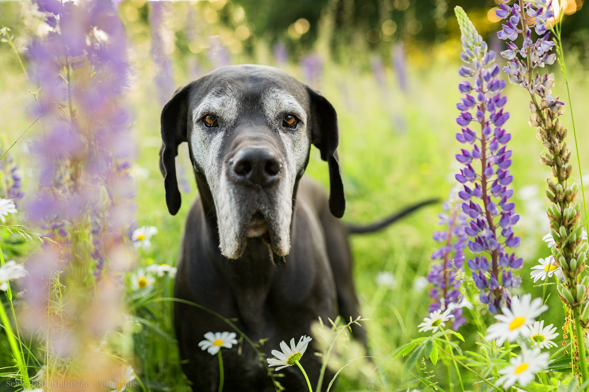 Download mobile wallpaper Dogs, Flower, Dog, Animal, Meadow, Daisy, Lupine, Hound, White Flower, Purple Flower for free.