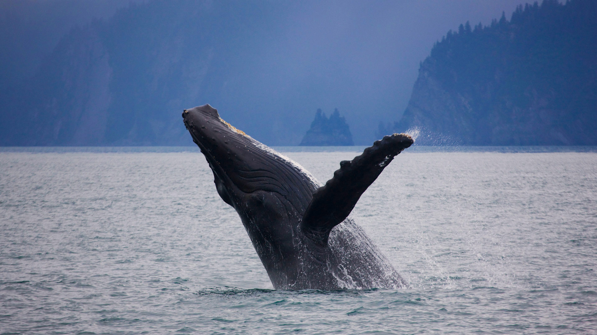 761650 télécharger l'image baleine, animaux, baleine à bosse, violation - fonds d'écran et économiseurs d'écran gratuits