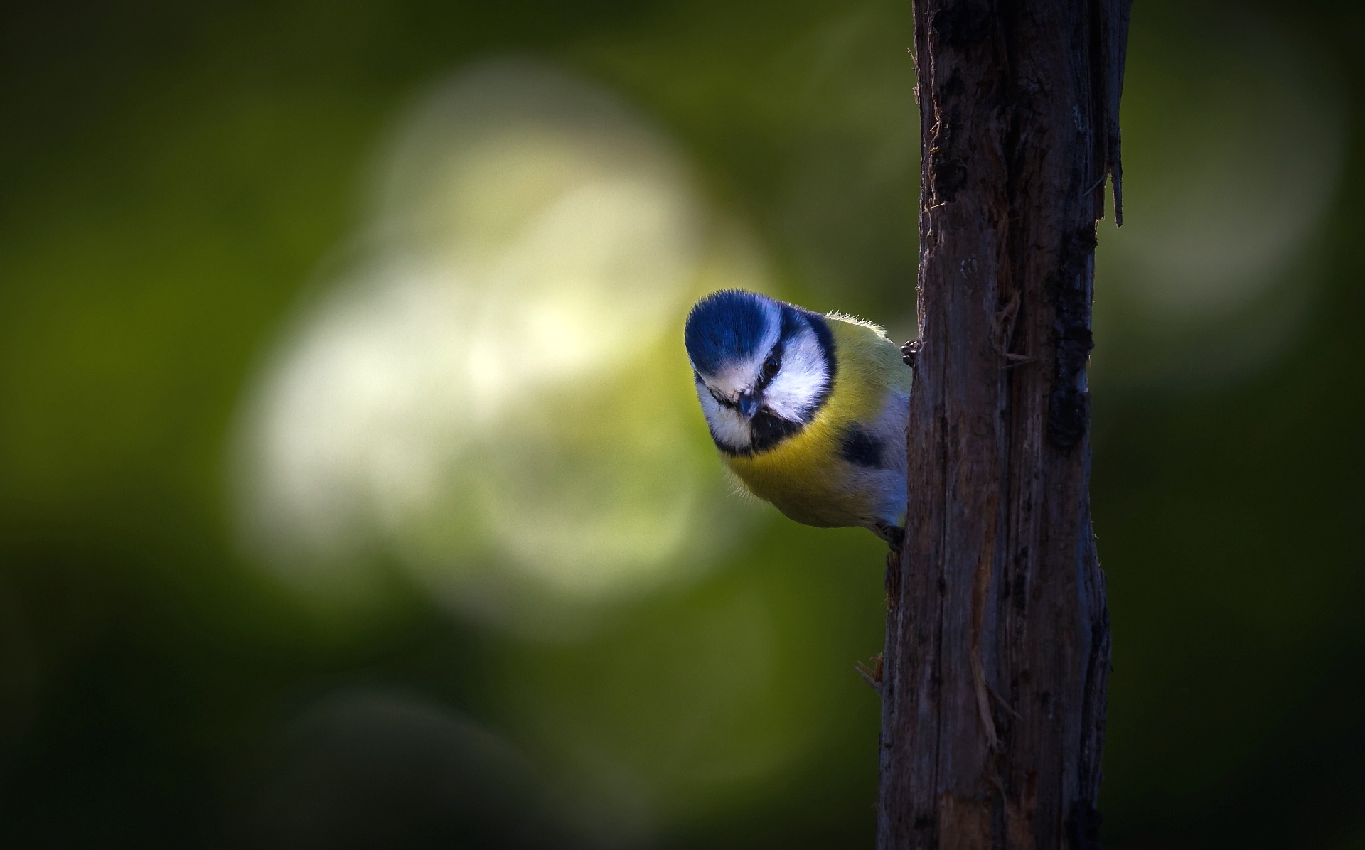 Download mobile wallpaper Birds, Bird, Animal, Titmouse for free.