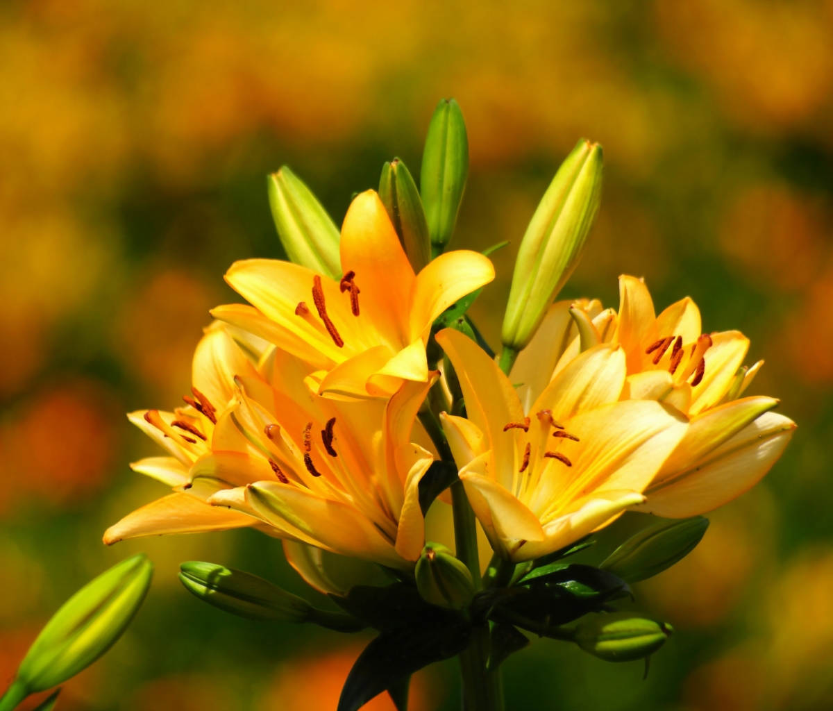 Download mobile wallpaper Flowers, Flower, Macro, Earth, Lily, Bokeh, Yellow Flower for free.