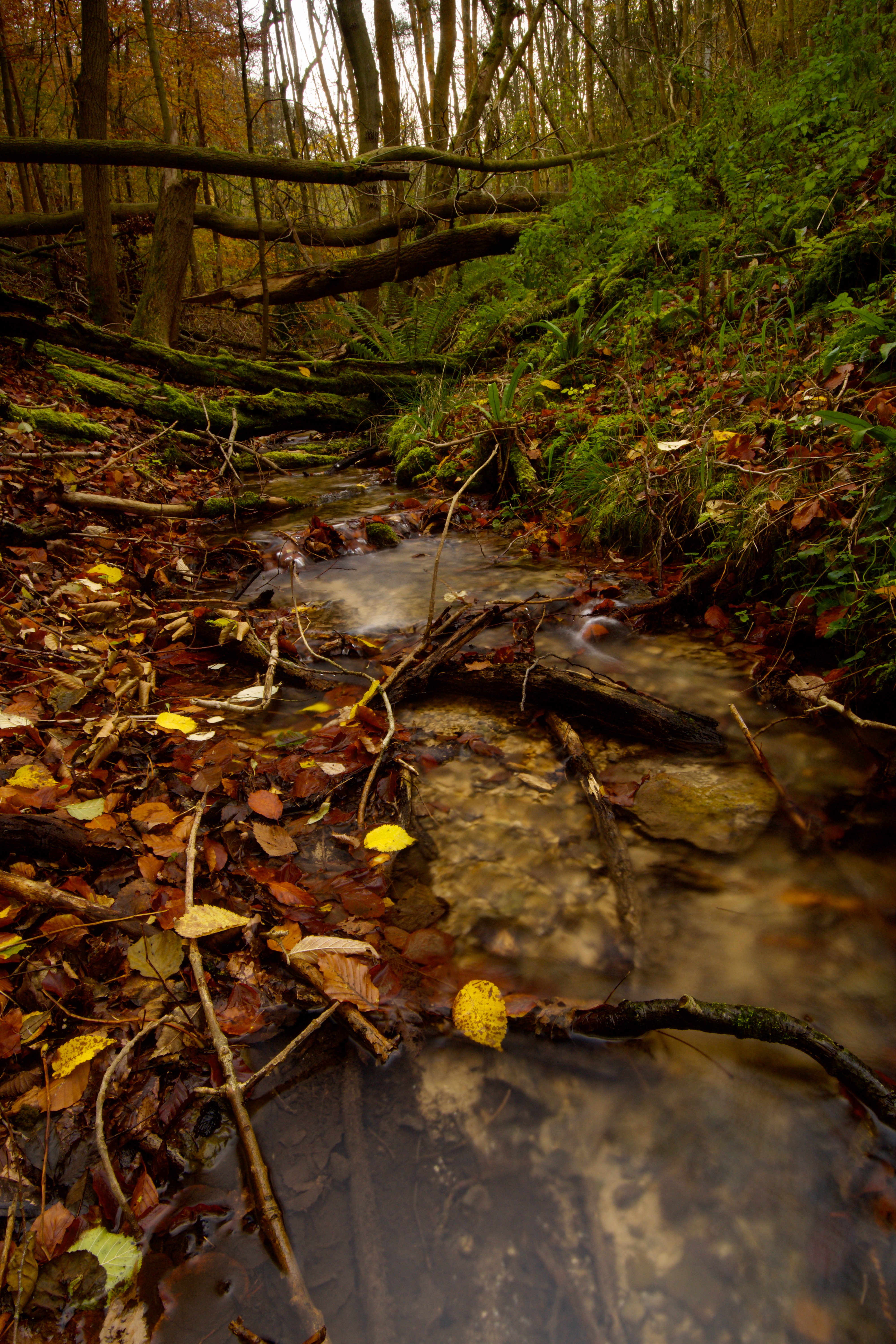 nature, autumn, forest, creek, brook, fallen leaves, fallen foliage