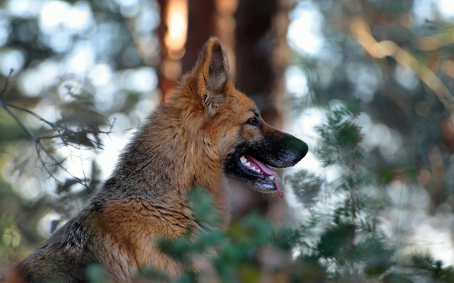 Download mobile wallpaper German Shepherd, Dogs, Animal for free.