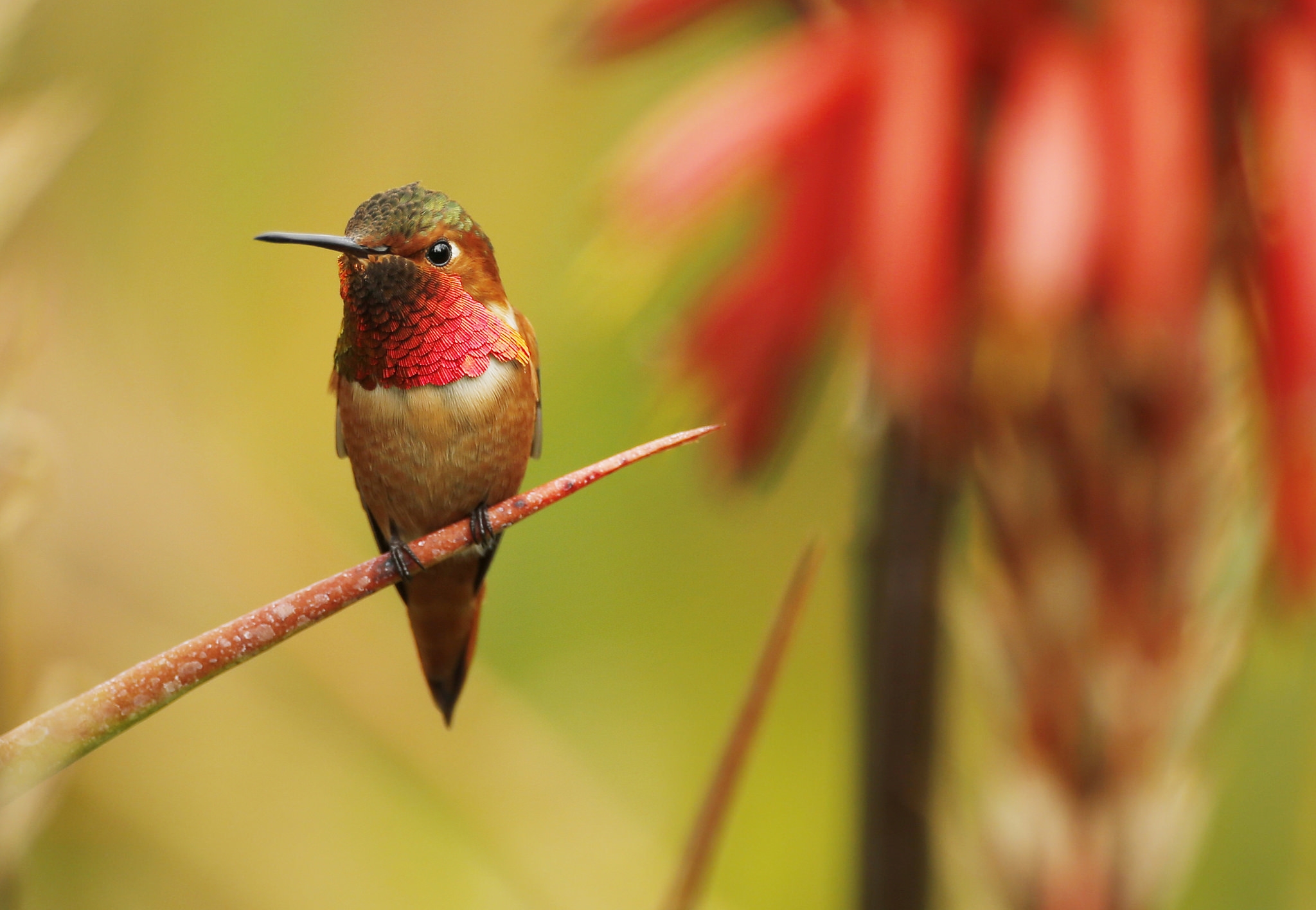 Download mobile wallpaper Birds, Animal, Hummingbird for free.