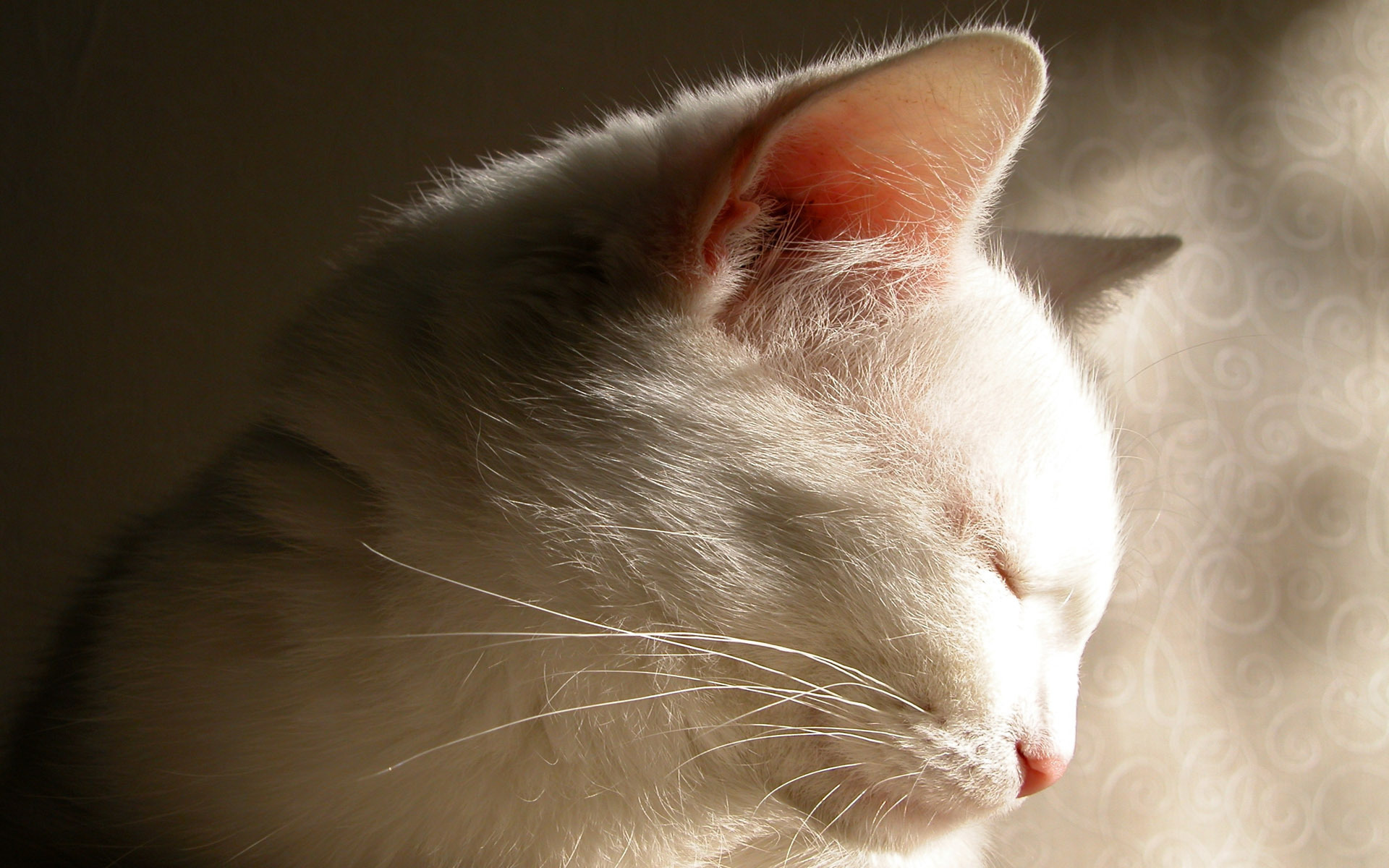 Laden Sie das Tiere, Katze, Süß, Schlafen-Bild kostenlos auf Ihren PC-Desktop herunter