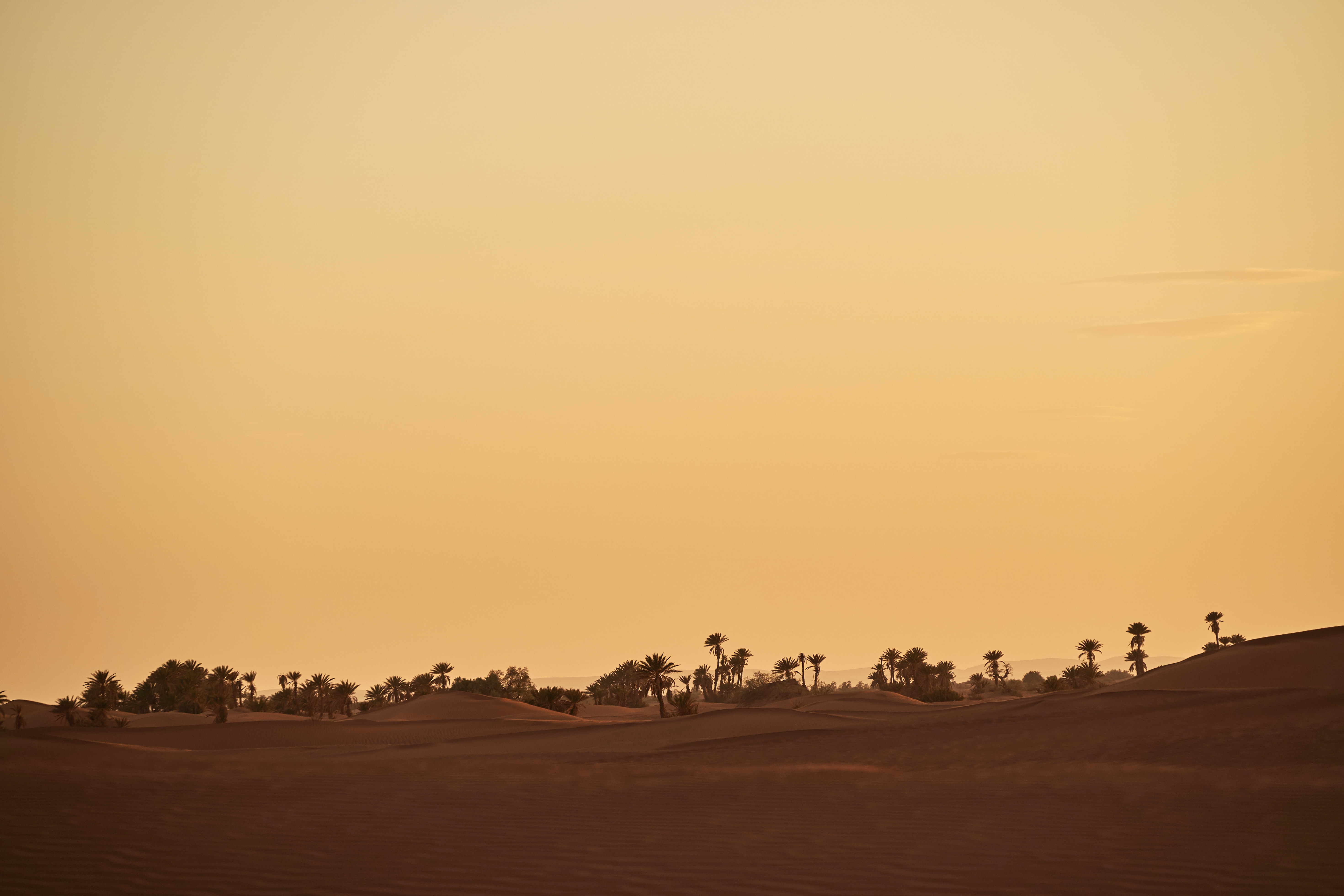 desert, nature, sand, palms, oasis QHD