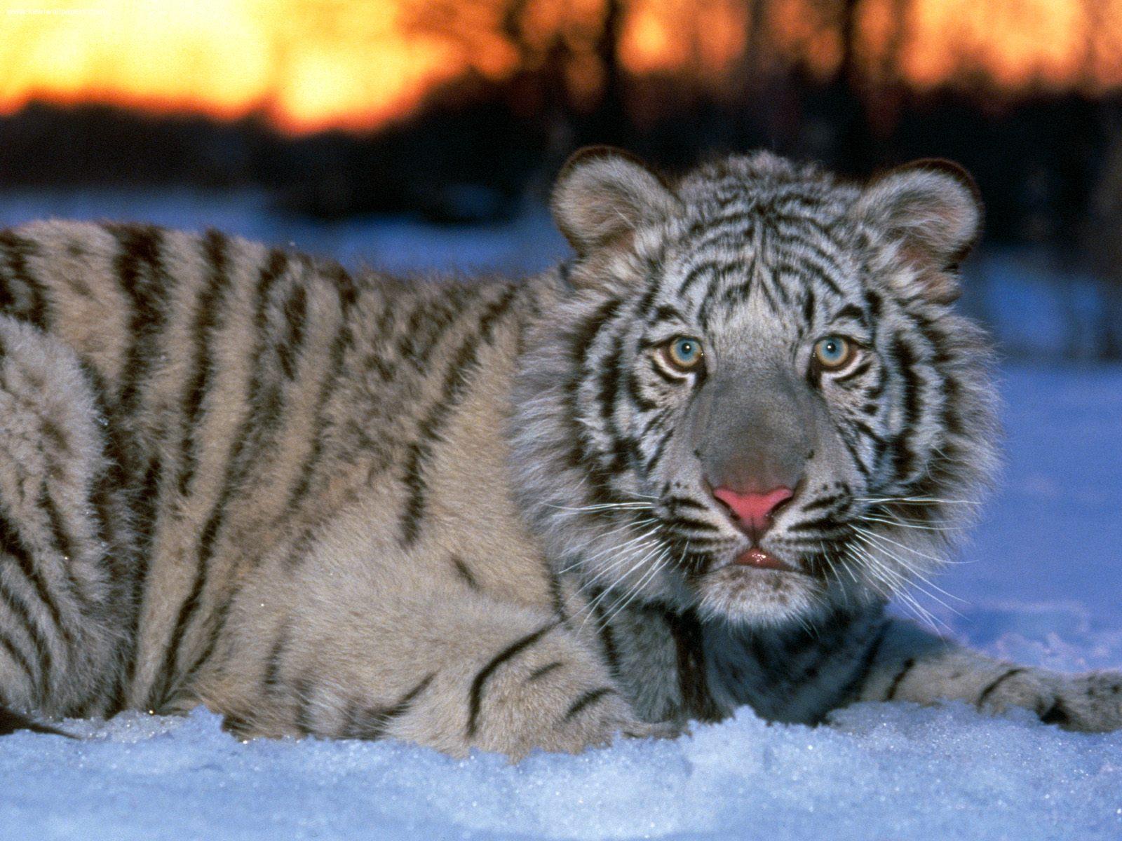 Téléchargez gratuitement l'image Chats, Animaux, Tigre sur le bureau de votre PC