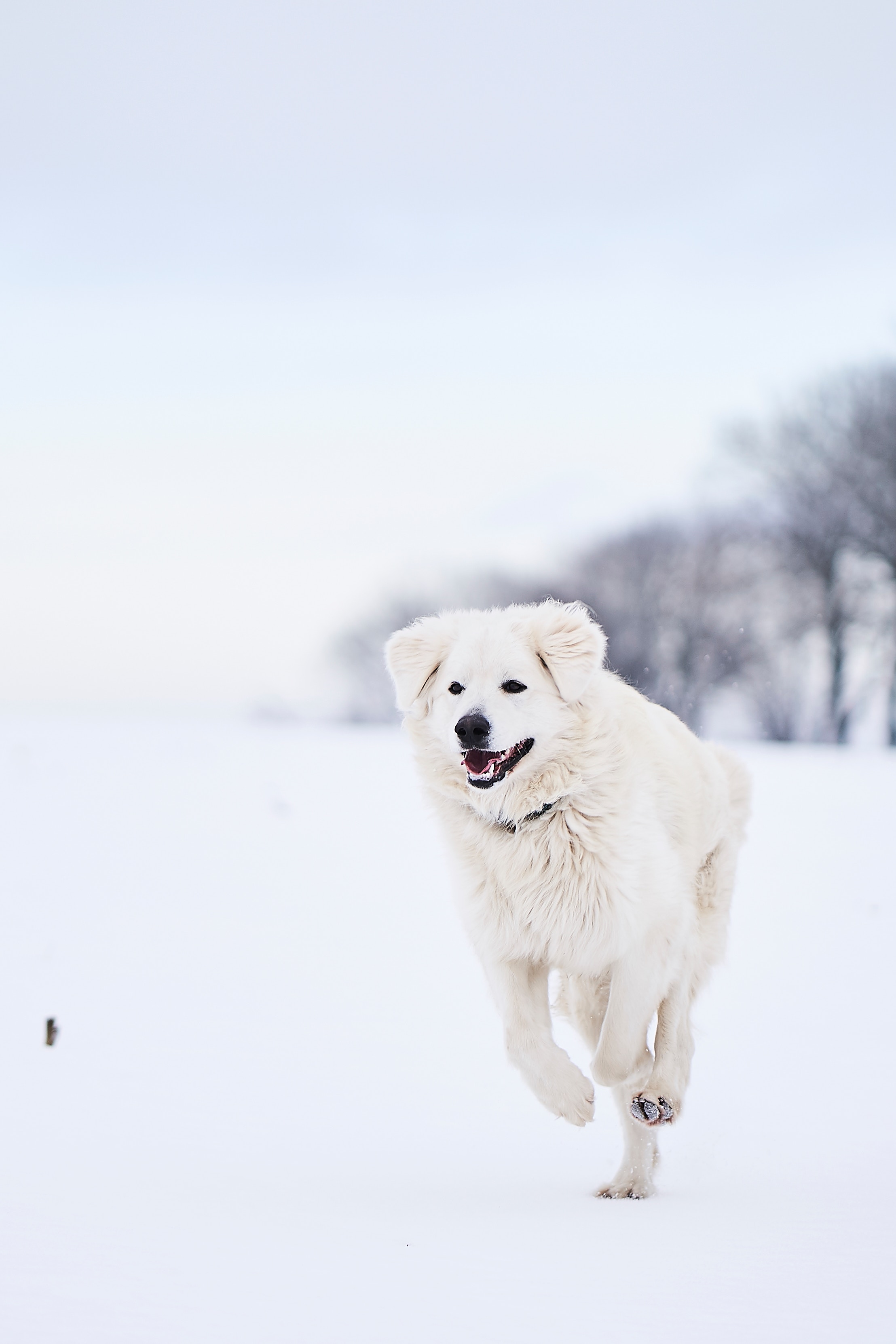 134024壁紙のダウンロードグレートピレニーズ, 動物, 雪, 犬, 白い, 実行, ランニング, ピレネーの山犬, イベリアマウンテンドッグ, グレートピレウス-スクリーンセーバーと写真を無料で