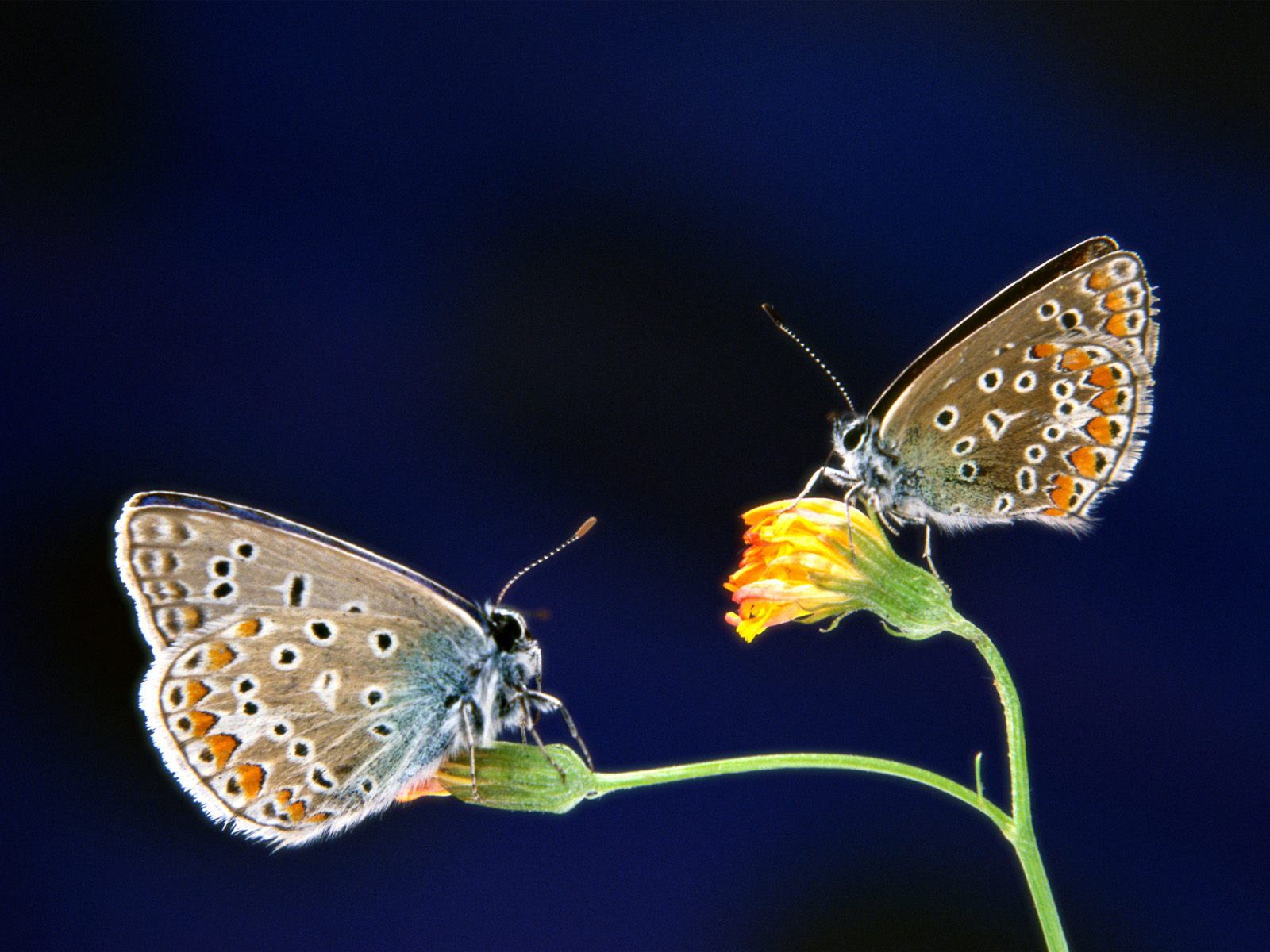 Free download wallpaper Butterfly, Animal on your PC desktop