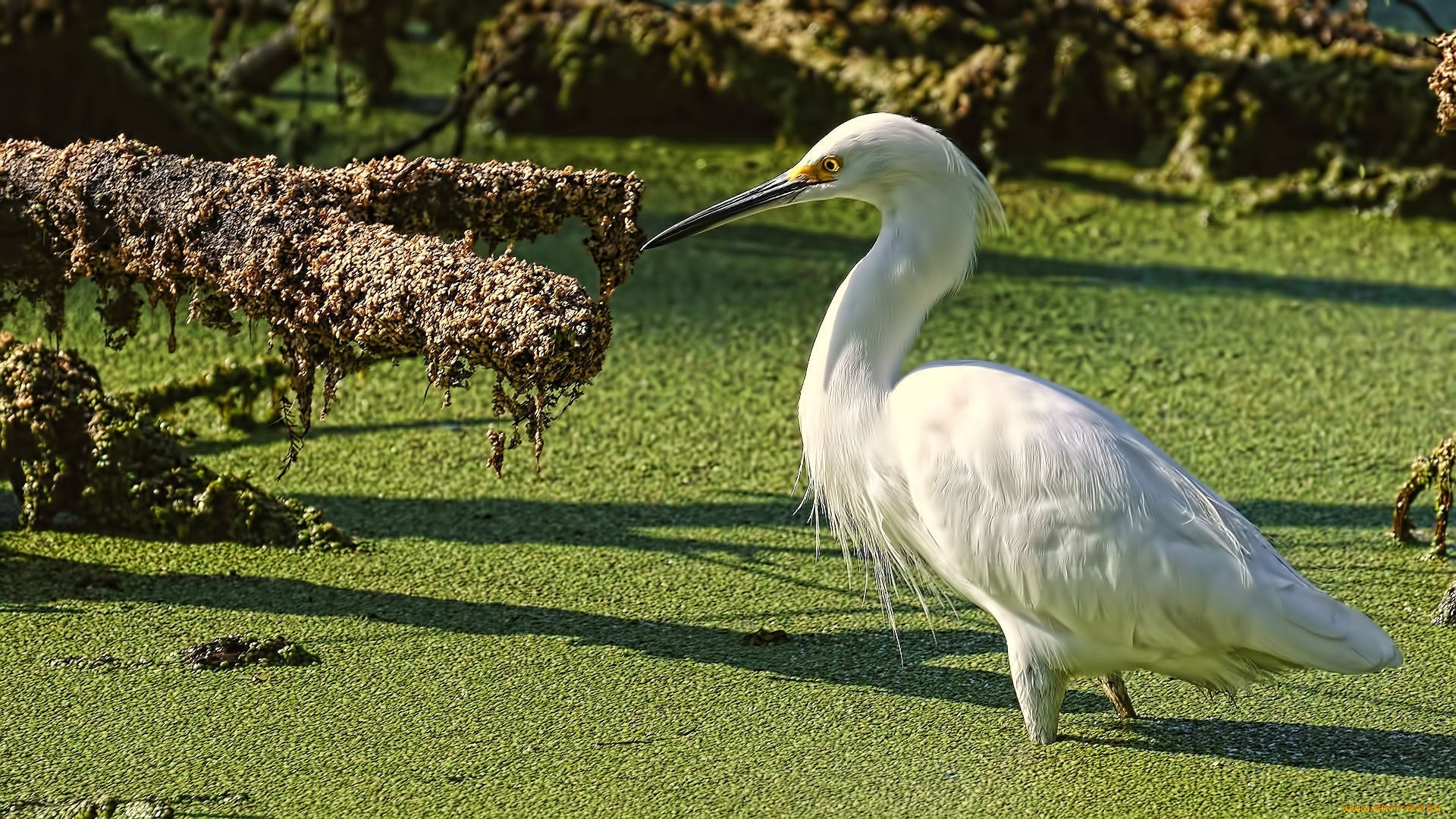 Free download wallpaper Birds, Animal, Egret on your PC desktop