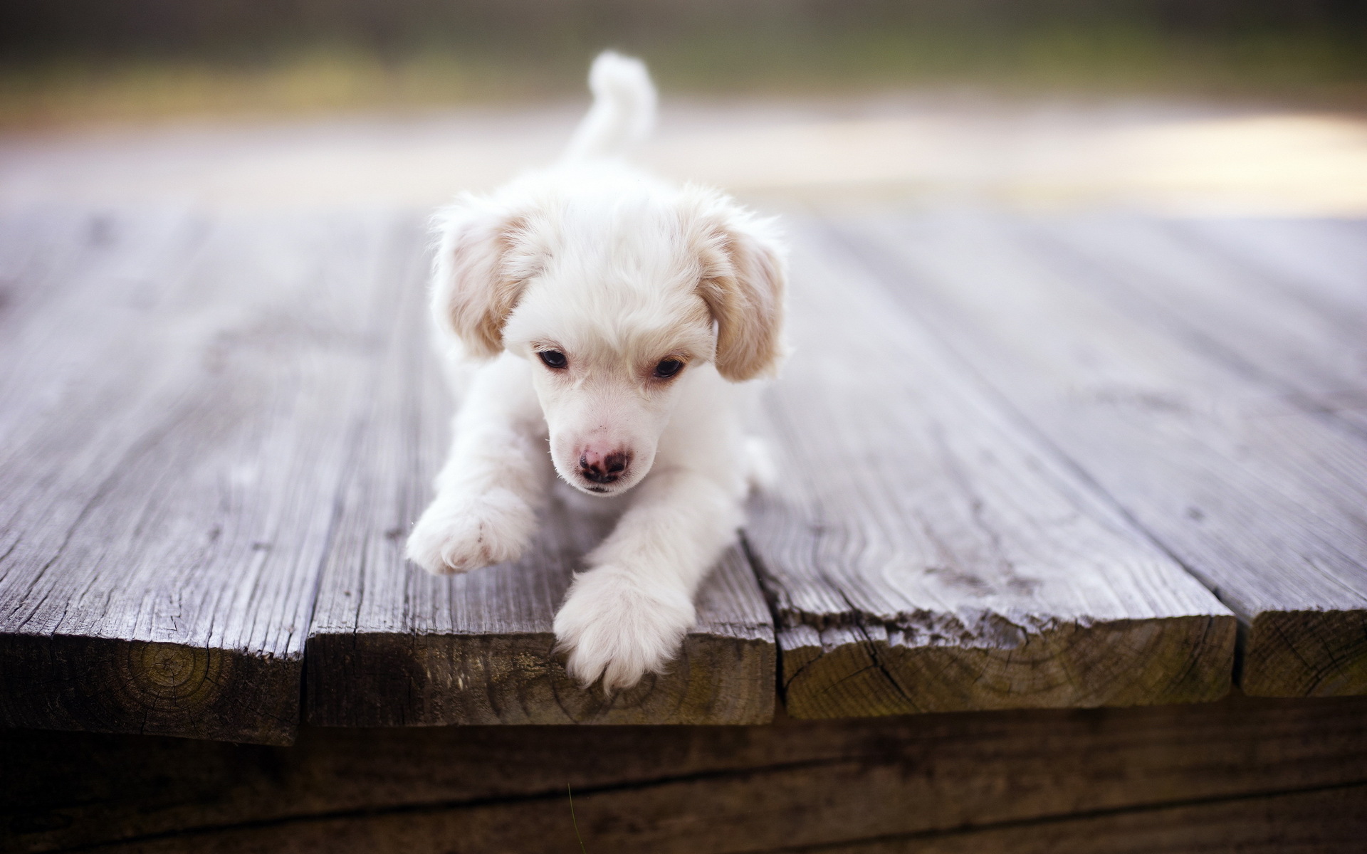 Téléchargez des papiers peints mobile Animaux, Chien gratuitement.