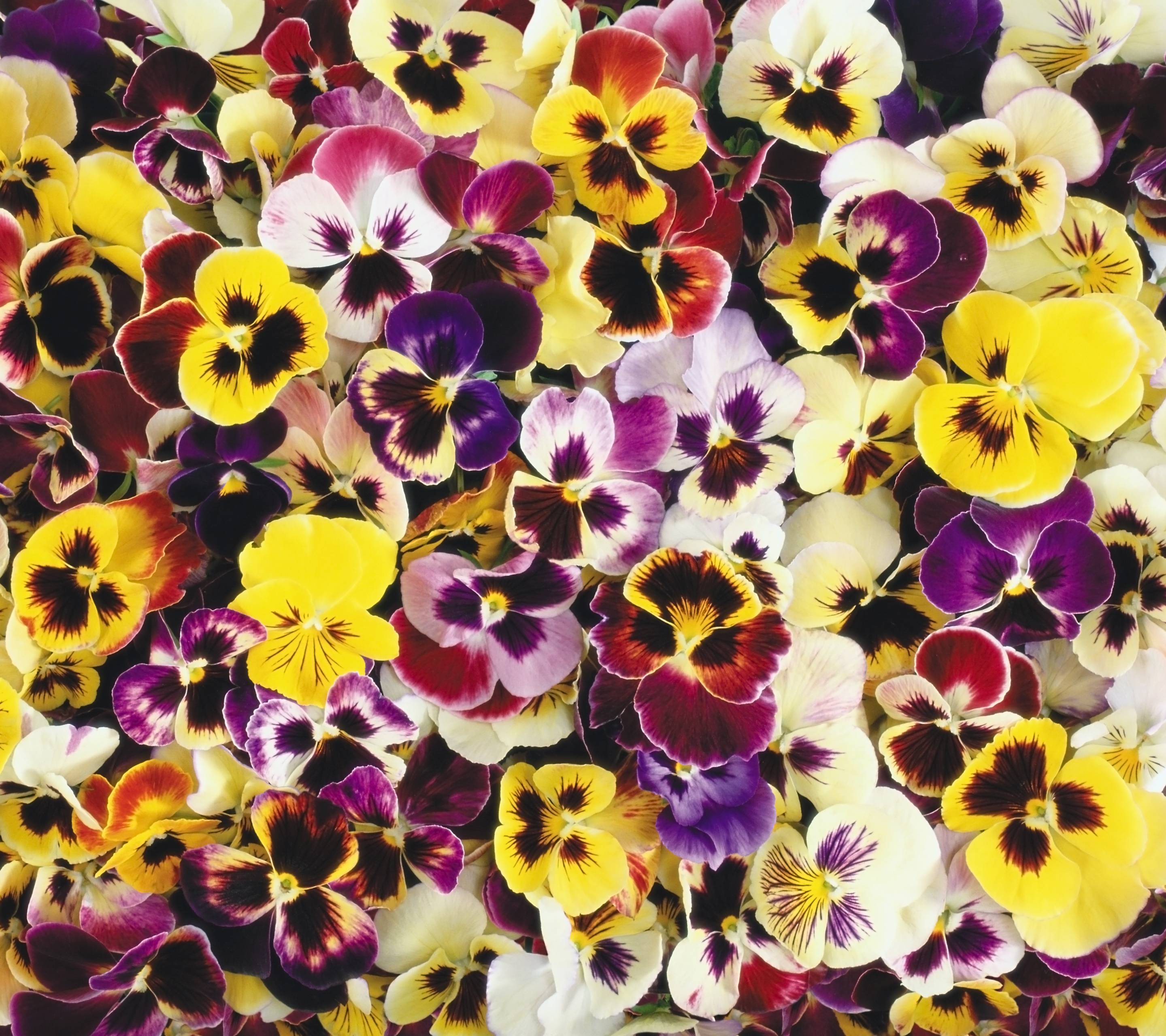 Descarga gratis la imagen Flores, Flor, Tierra, Colores, Vistoso, Tierra/naturaleza, Viola × Wittrockiana en el escritorio de tu PC