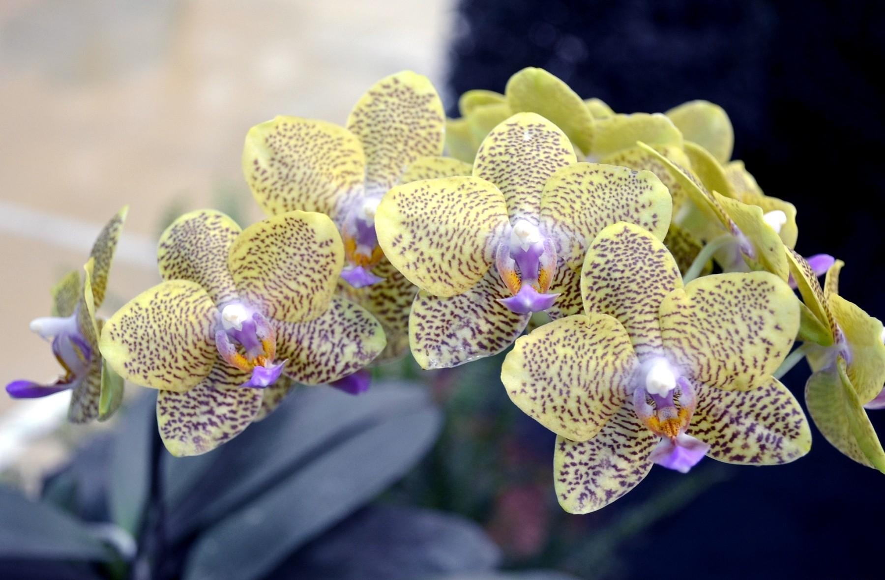 121490 скачать картинку орхидея, экзотика, цветы, цветок, пятнистый, ветка - обои и заставки бесплатно