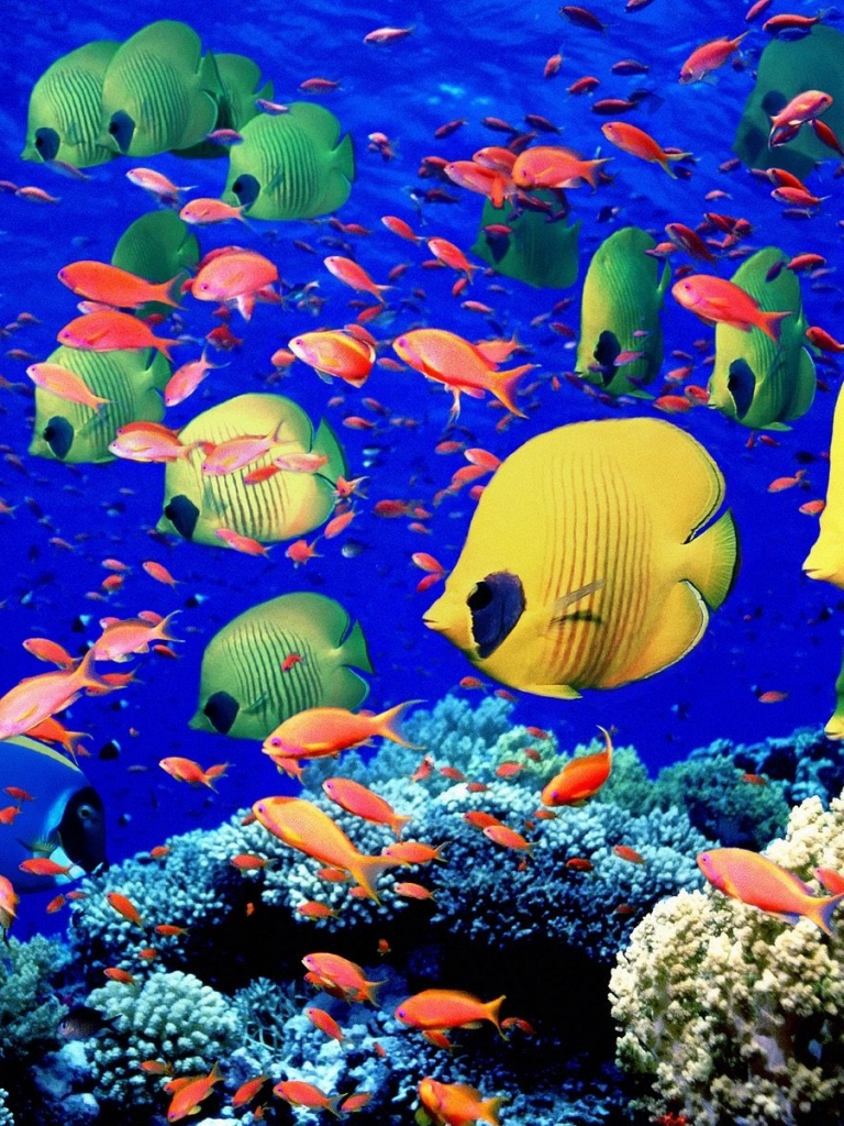 Download mobile wallpaper Fishes, Coral, Animal, Fish, Butterflyfish for free.