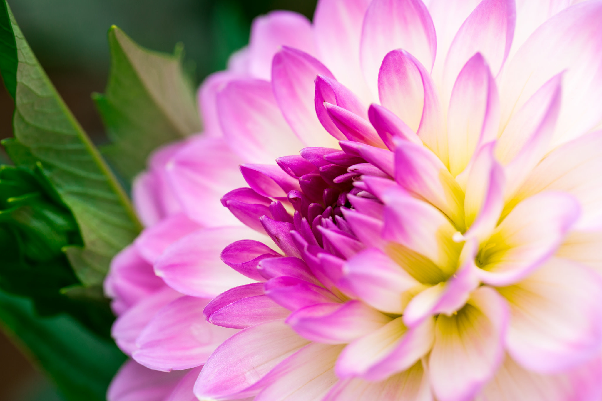 Free download wallpaper Flowers, Earth, Dahlia on your PC desktop