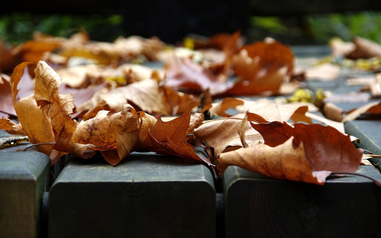 Download mobile wallpaper Leaves, Objects for free.