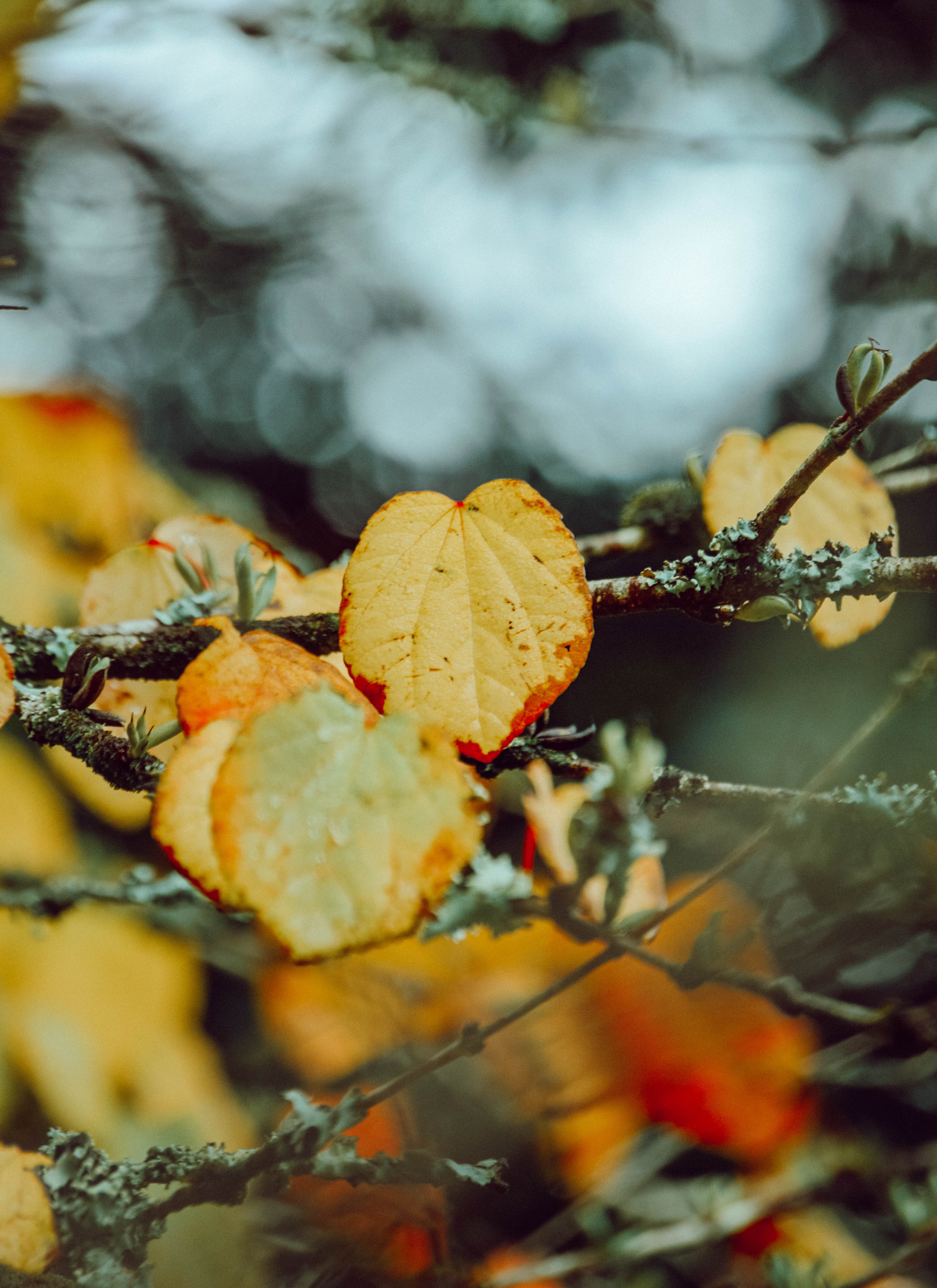 Download mobile wallpaper Branch, Leaves, Macro, Autumn for free.