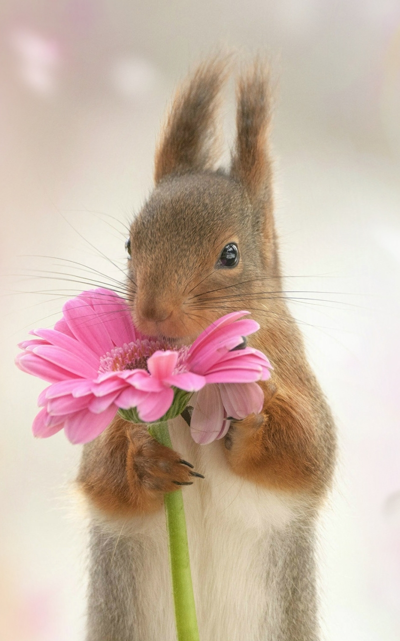 Download mobile wallpaper Squirrel, Animal, Rodent, Pink Flower for free.