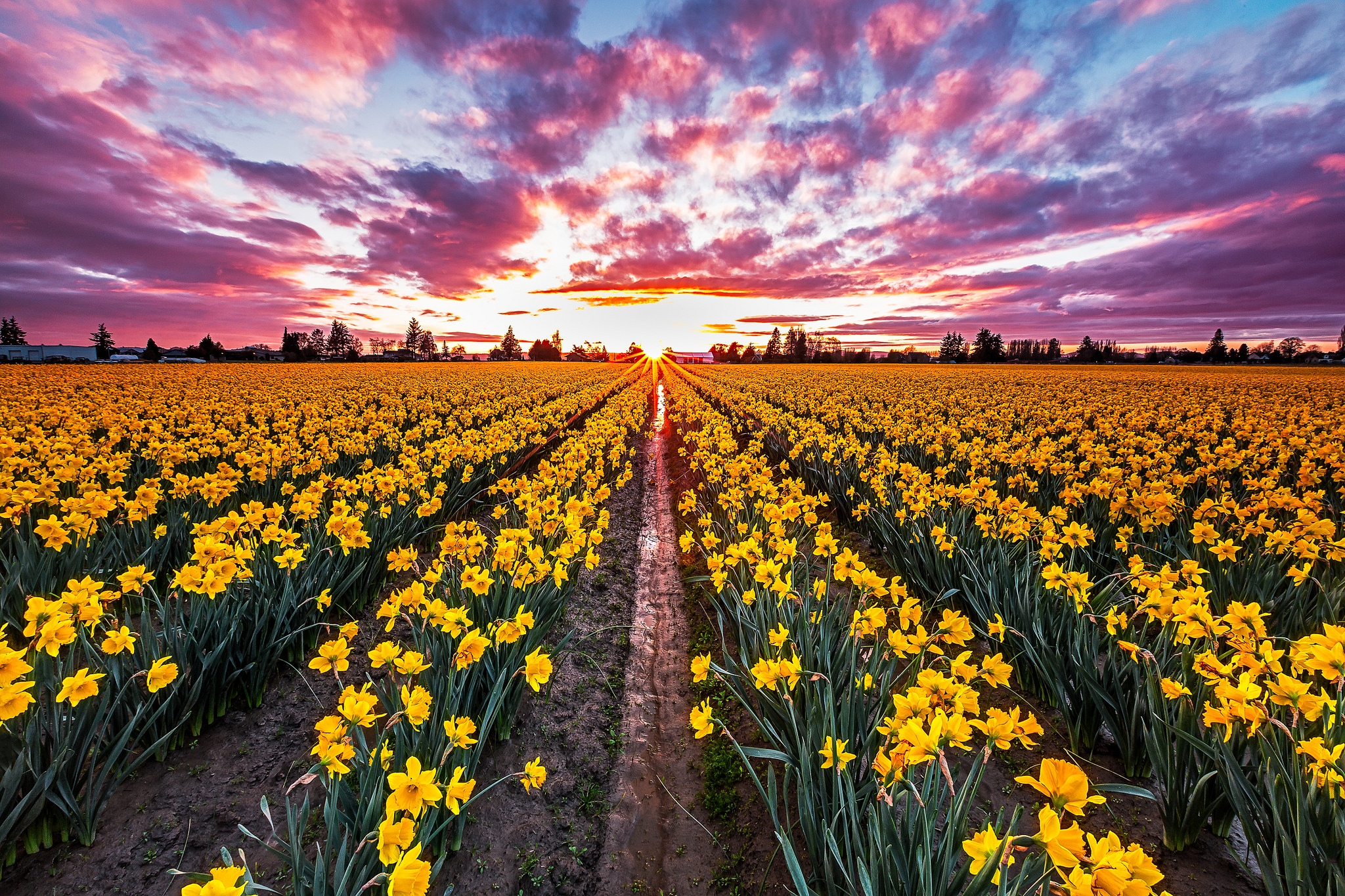 Download mobile wallpaper Flowers, Sunset, Flower, Earth, Field, Yellow Flower, Daffodil for free.