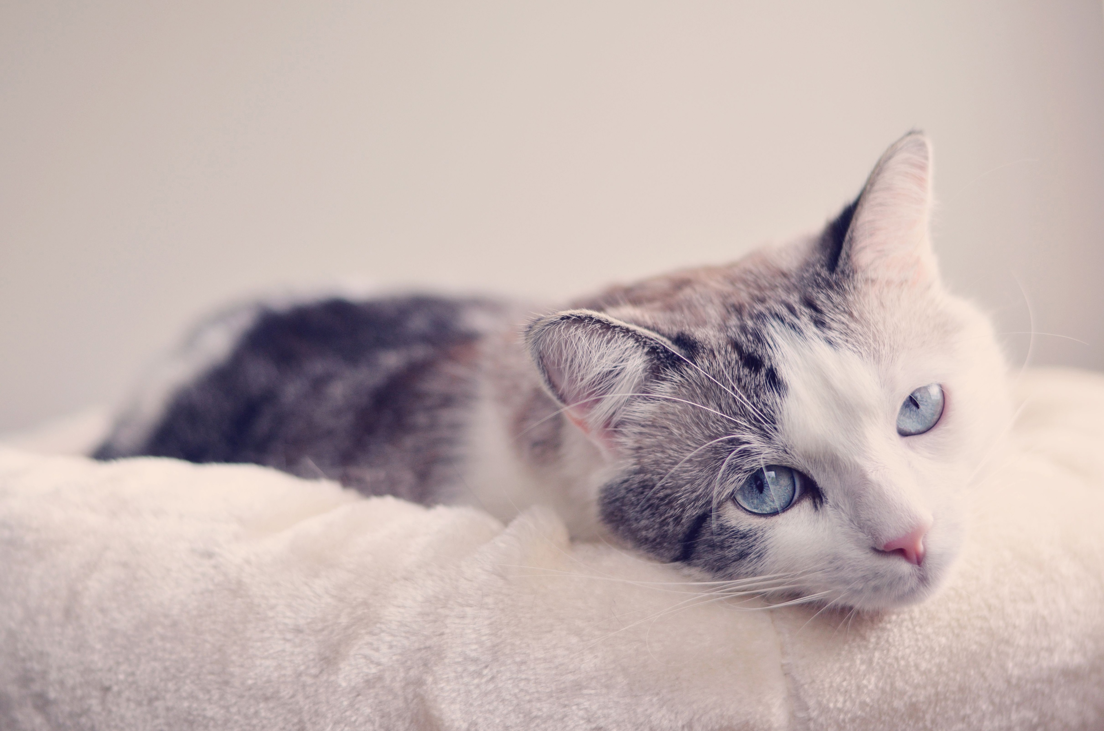 Download mobile wallpaper Cats, Cat, Animal, Blue Eyes for free.