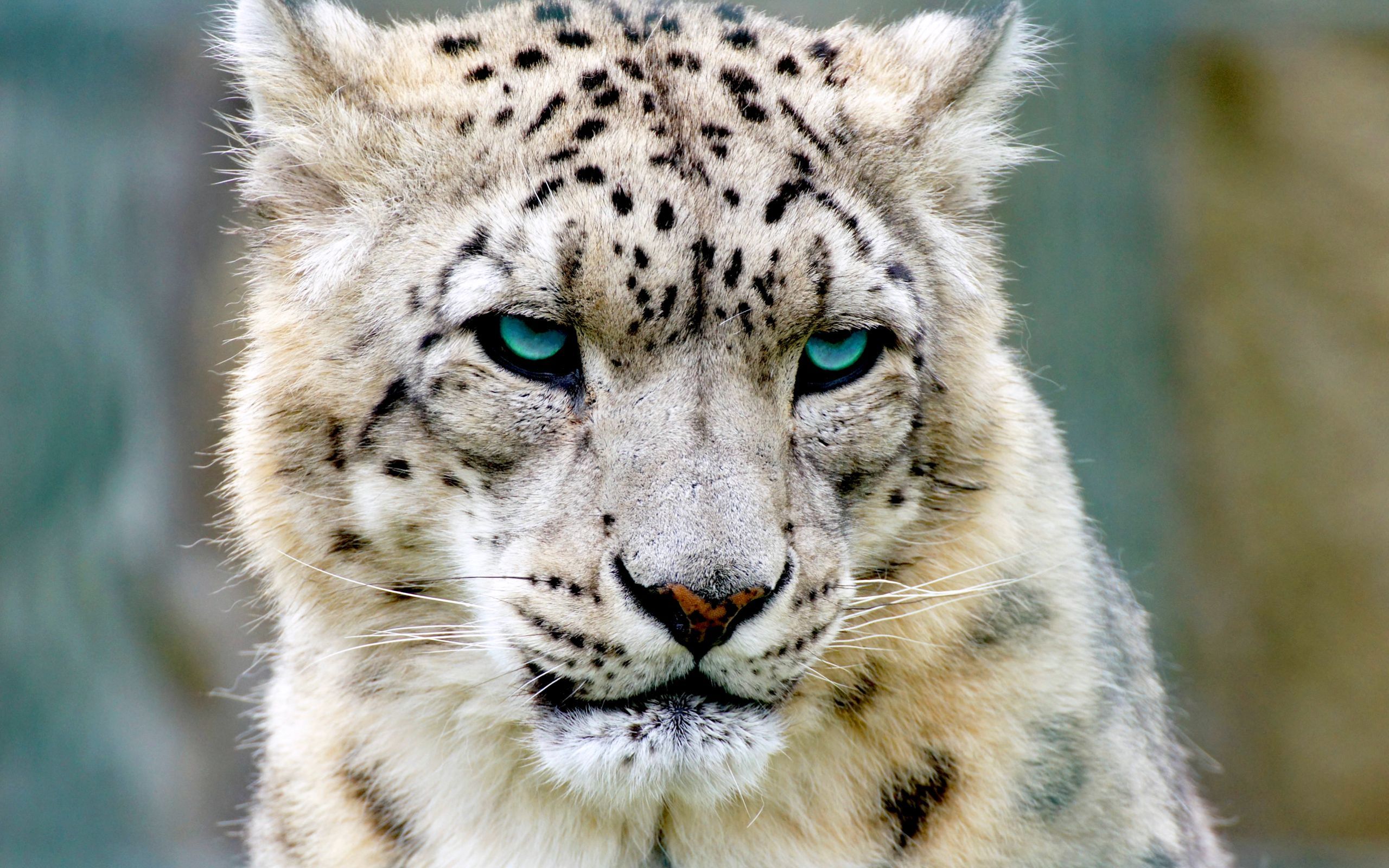 snow leopard, animals HD wallpaper