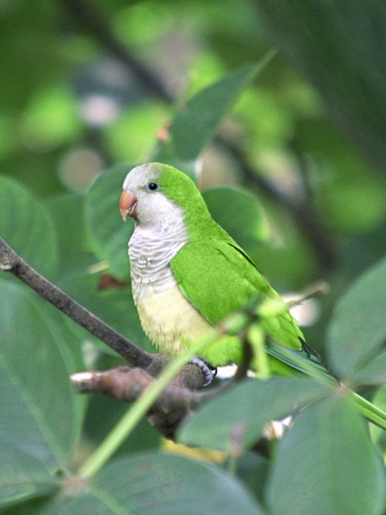 Download mobile wallpaper Birds, Animal, Parrot for free.