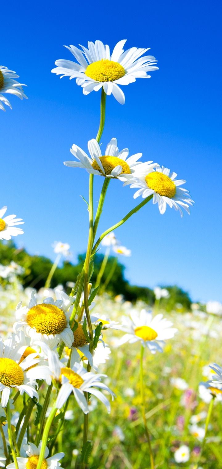 Download mobile wallpaper Nature, Flowers, Summer, Flower, Earth, Daisy, White Flower for free.
