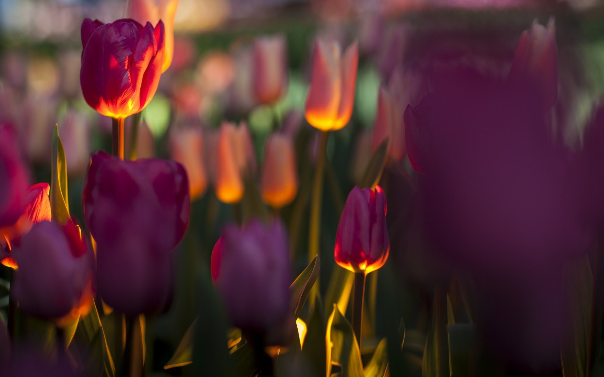 Free download wallpaper Nature, Flowers, Flower, Earth, Field, Tulip on your PC desktop