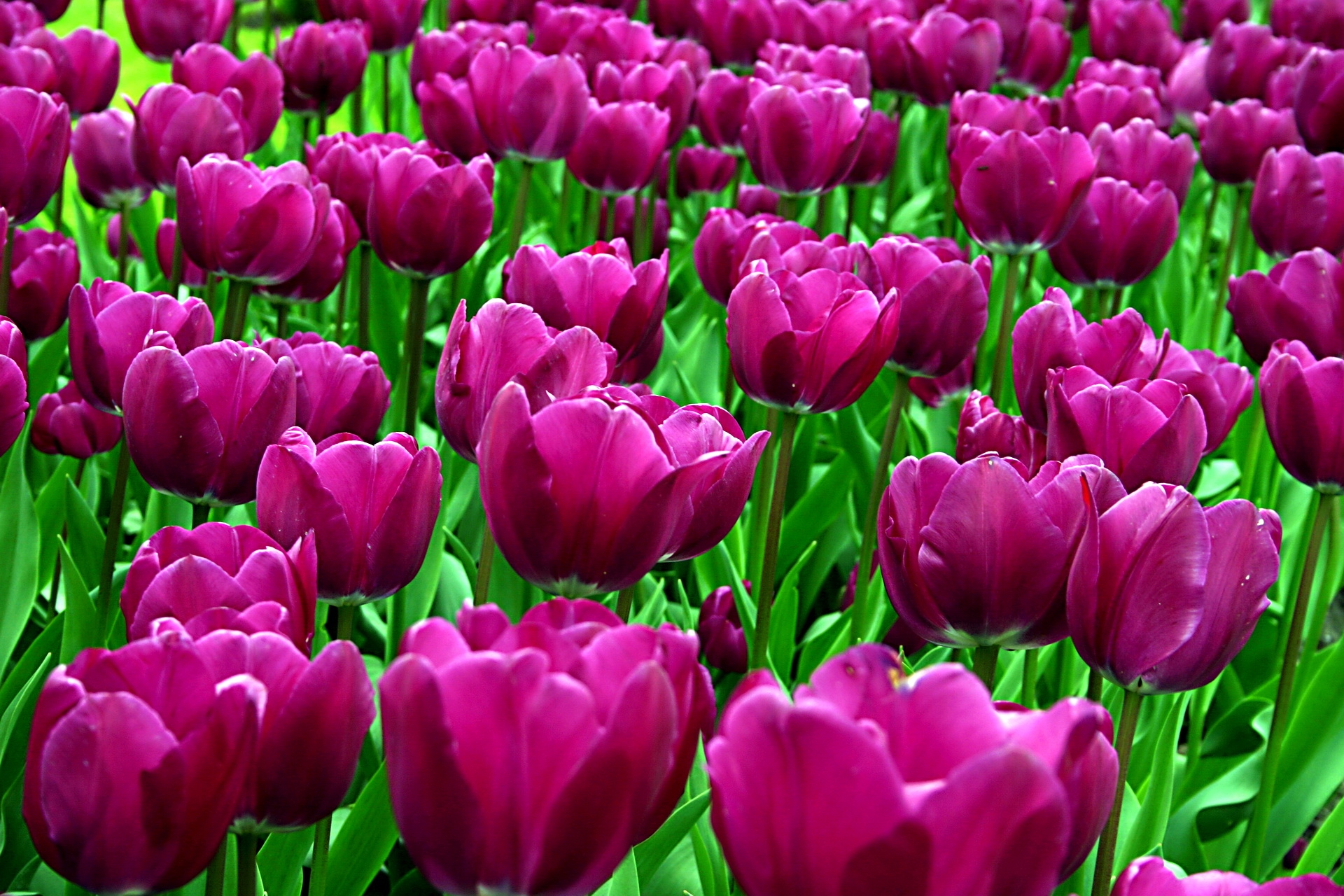 148194 télécharger le fond d'écran fleurs, tulipes, violet, parterre de fleurs, parterre, démantelé, lâche, ensoleillé - économiseurs d'écran et images gratuitement