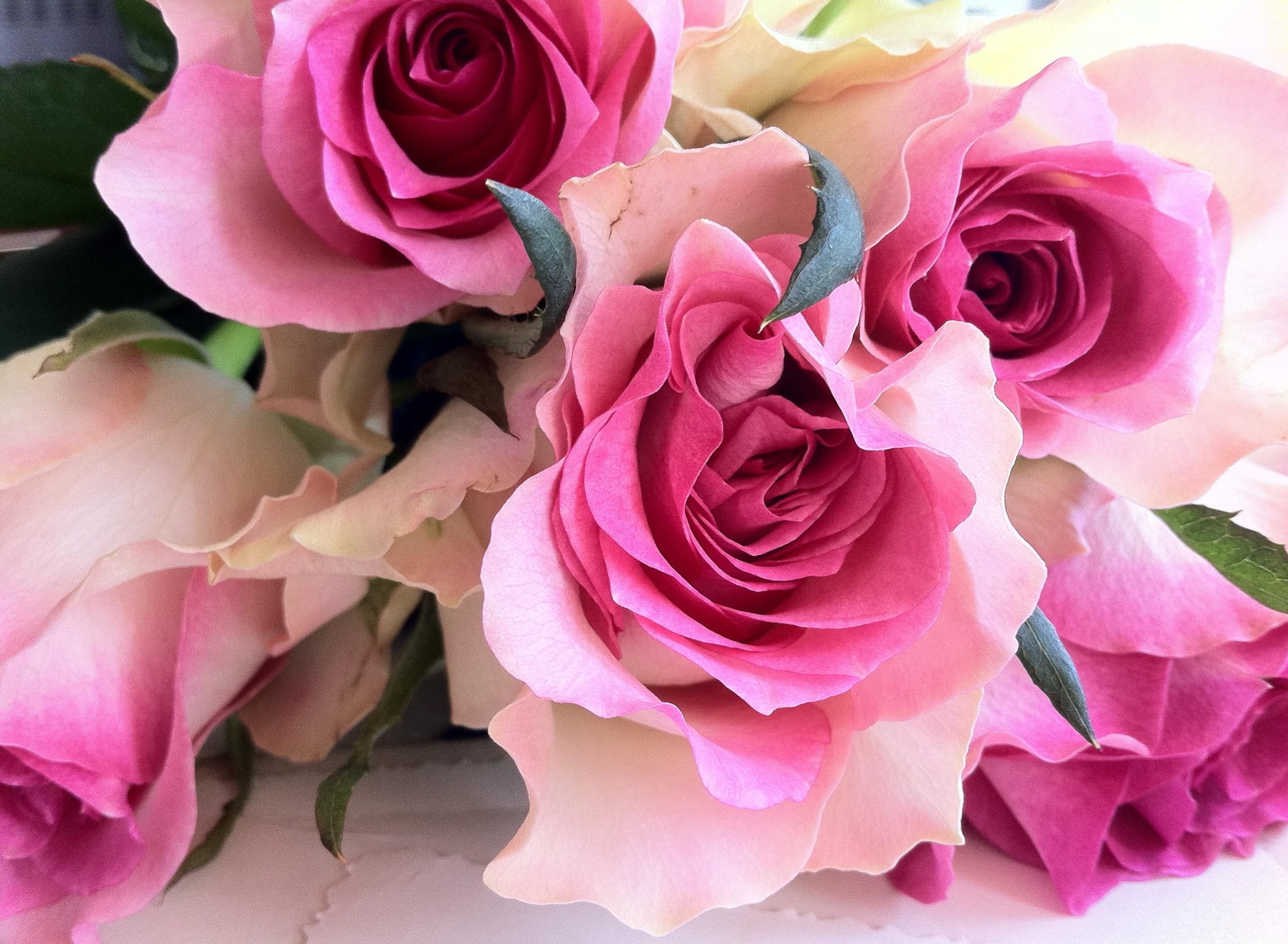 Téléchargez gratuitement l'image Fleurs, Fermer, Gros Plan, Bouquet, Roses sur le bureau de votre PC