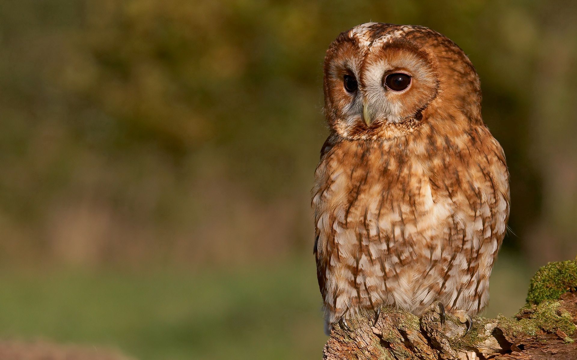 animals, owl, feather, sit, plump, swollen, well fed UHD