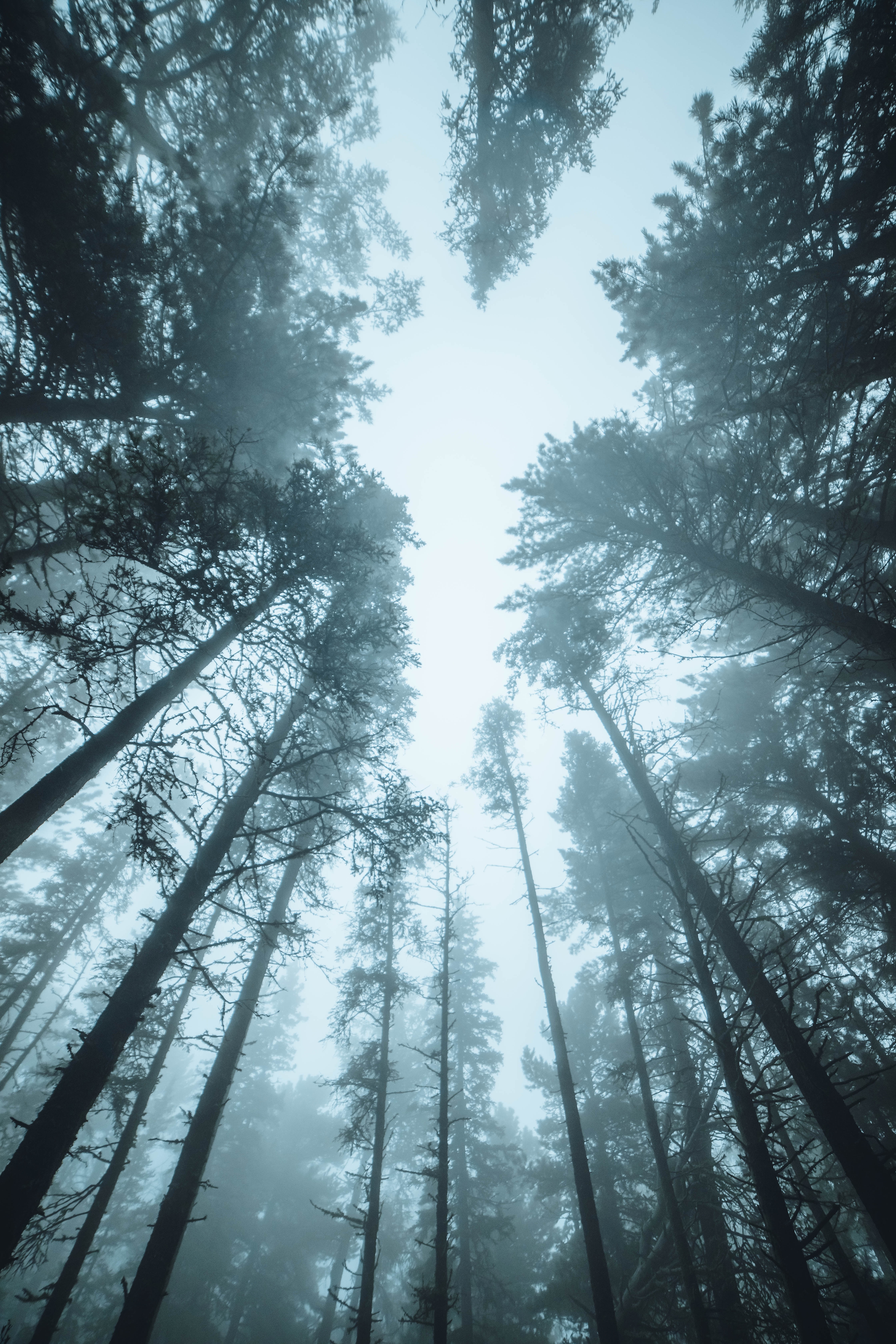 Скачати мобільні шпалери Дерева, Верх, Туман, Верхівки, Природа, Сосни, Ліс безкоштовно.