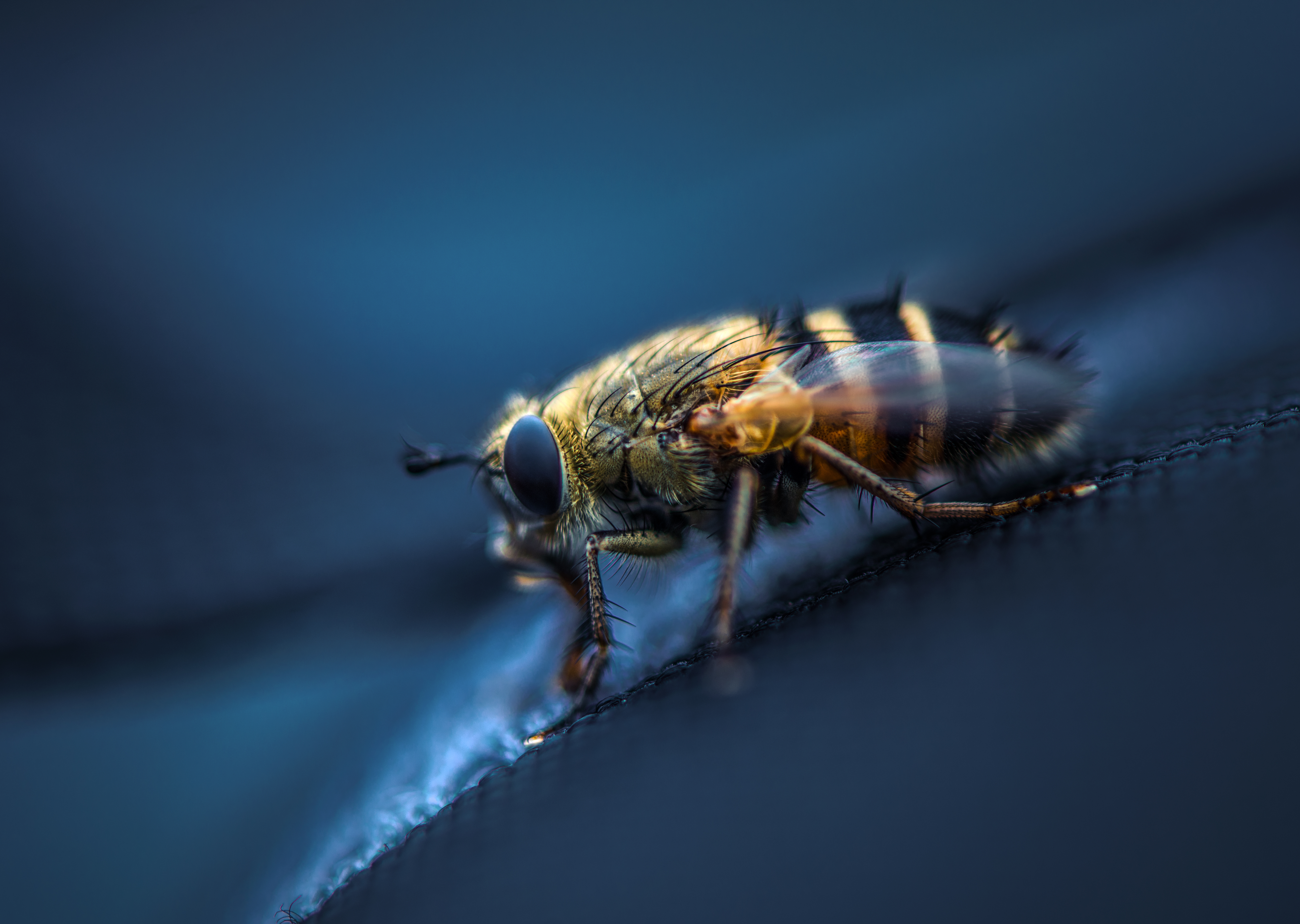 Download mobile wallpaper Macro, Insect, Animal, Fly for free.