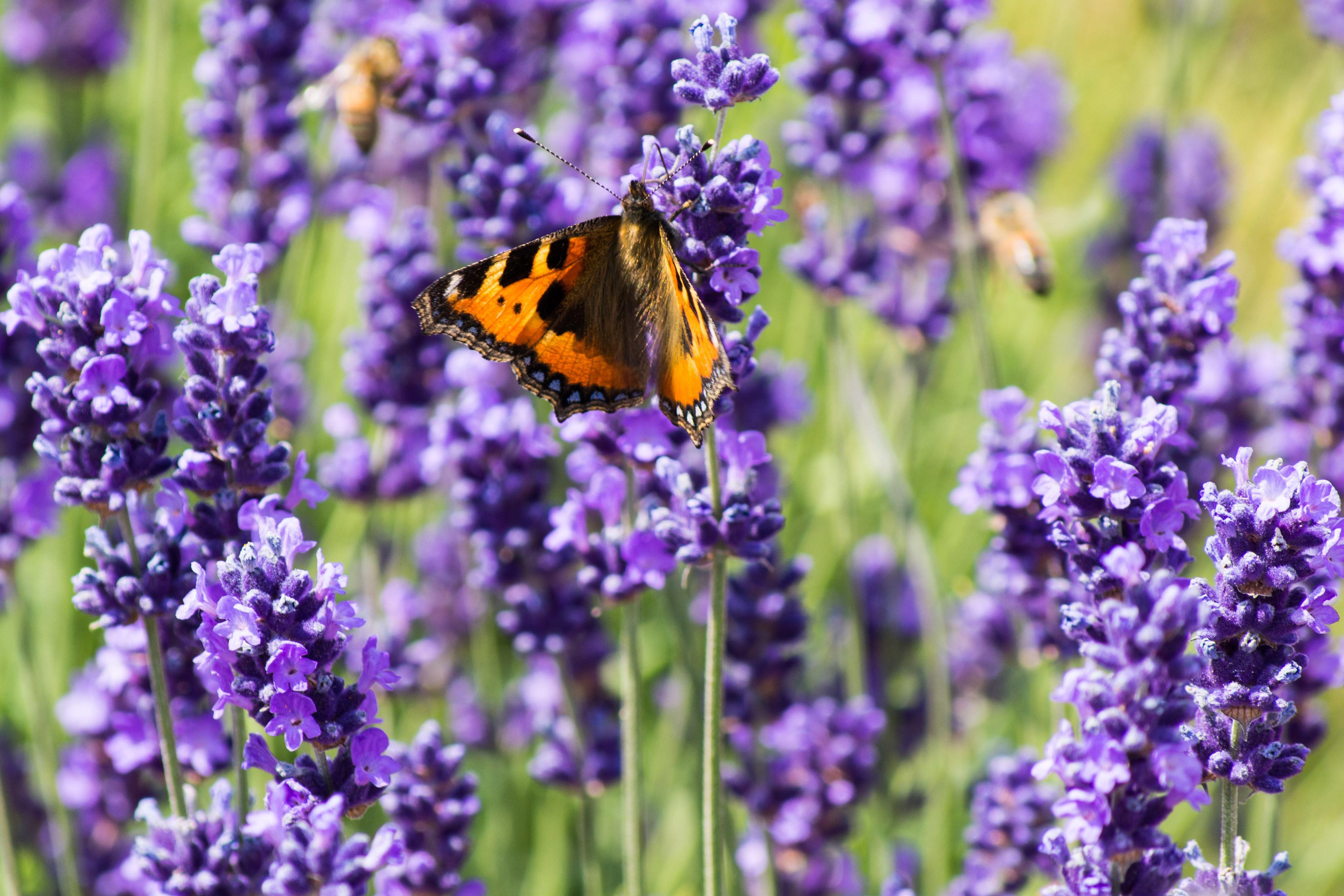 Free download wallpaper Flower, Macro, Insect, Butterfly, Animal, Purple Flower on your PC desktop